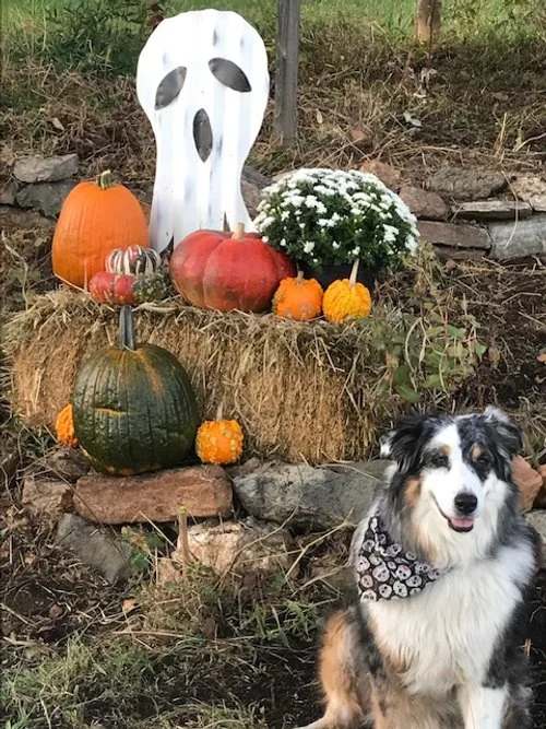 Outdoor Halloween display with pumpkins, a white ghost decoration, white flowers, and a black and white dog wearing a bandana.