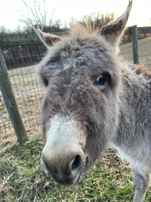 Close-up of a gray donkey with long ears, standing outdoors near a fence, with trees and cloudy sky in the background.