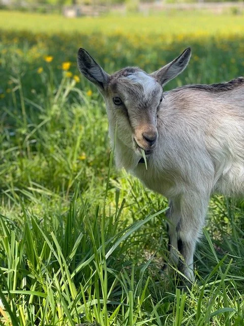 A young goat standing in a grassy field with yellow flowers, facing the camera with one eye and a piece of grass hanging from its mouth.