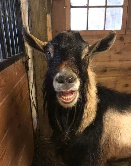 A small goat with black and tan fur, standing inside a wooden barn, looking at the camera with a slightly open mouth.
