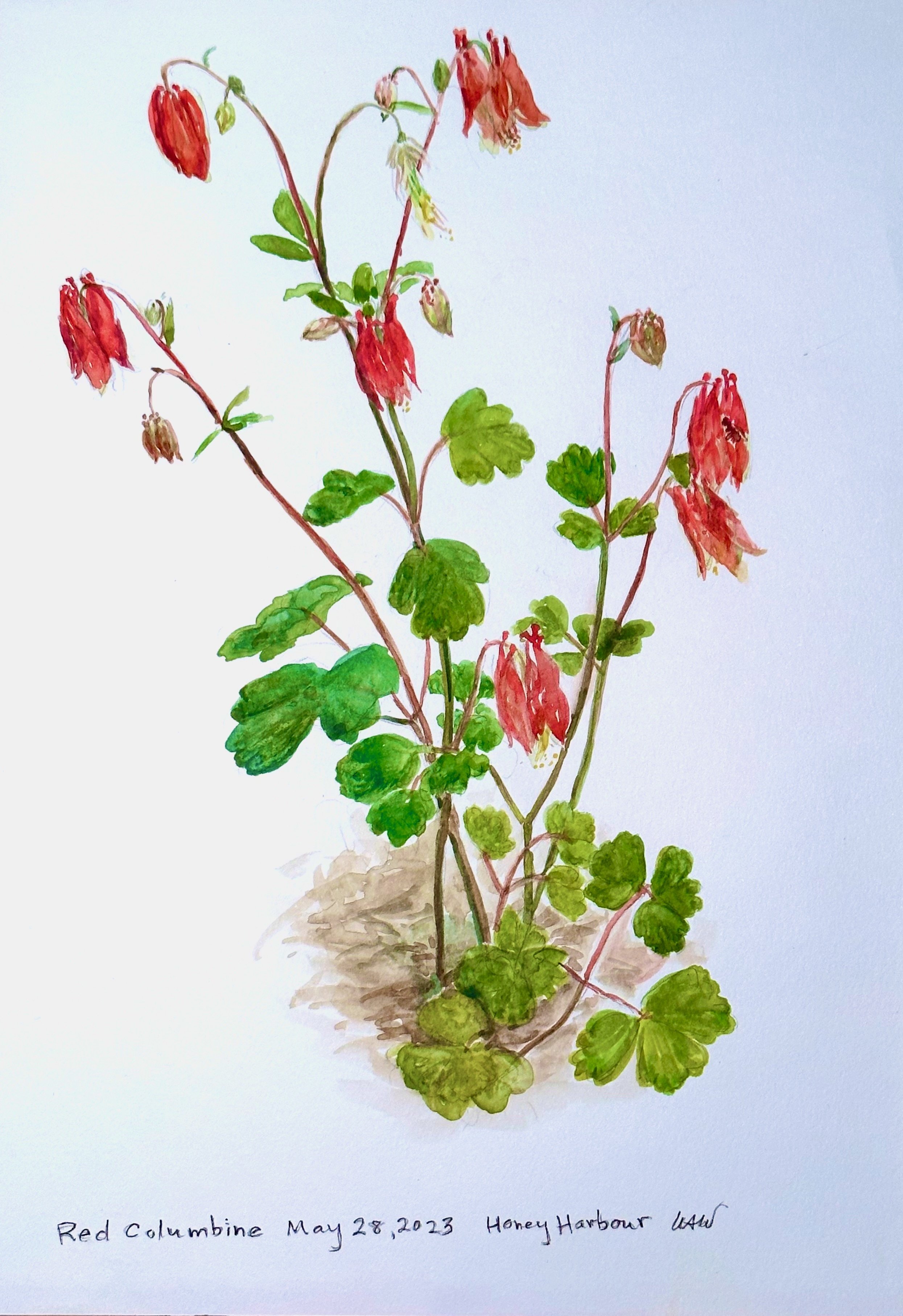 Red Columbine - available
