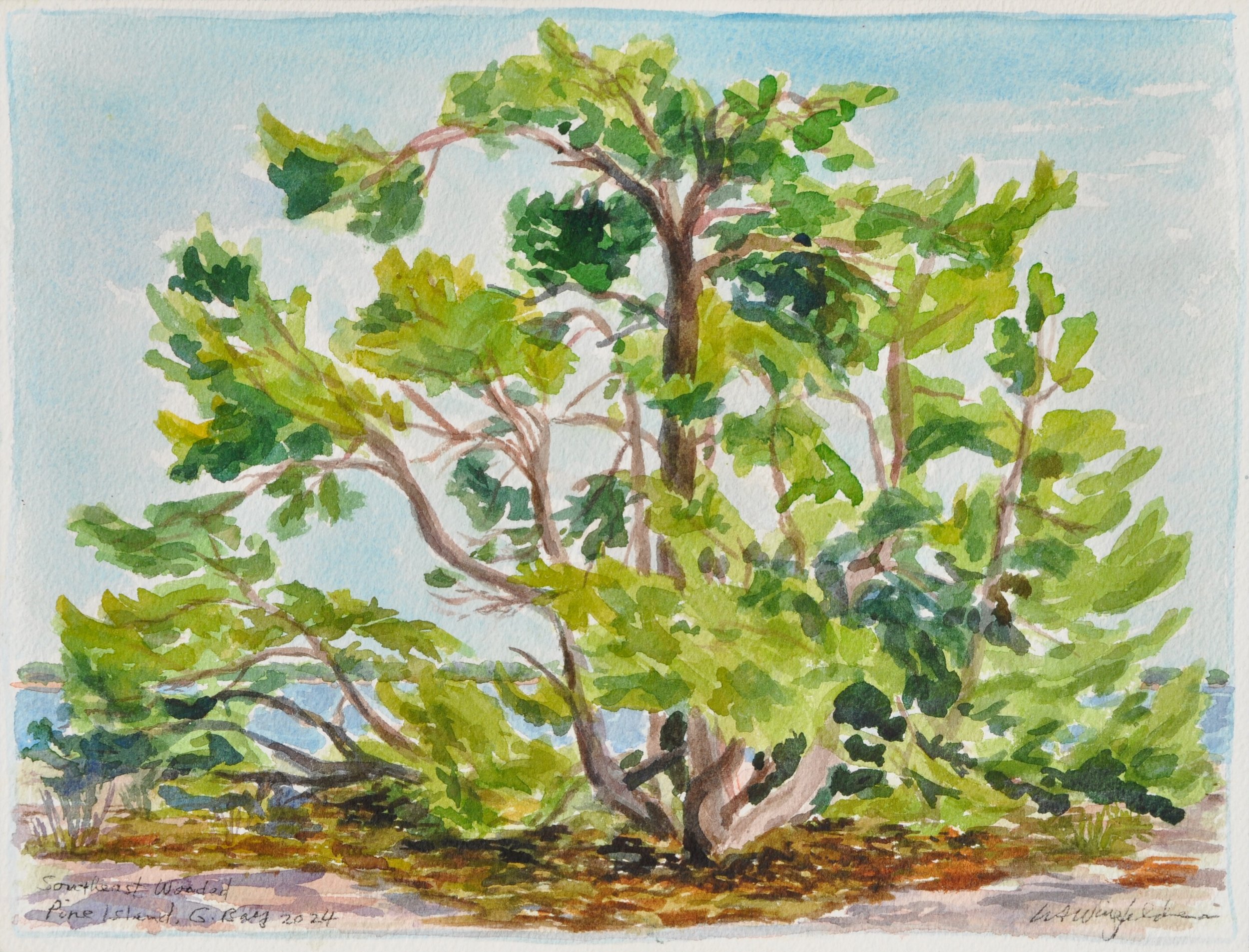 Pine Tree at Southeast Wooded Pine Island - available