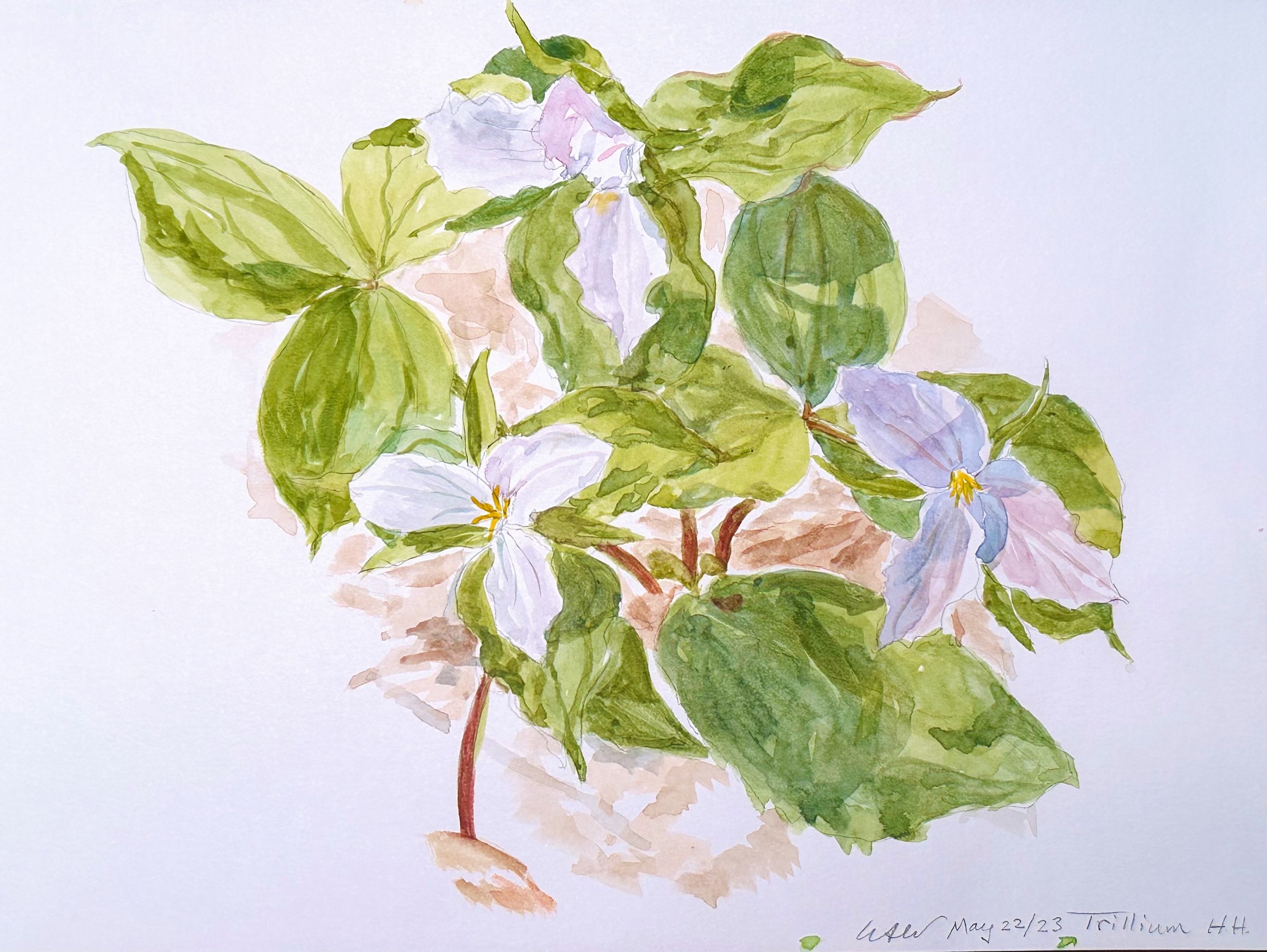 Trillium - available