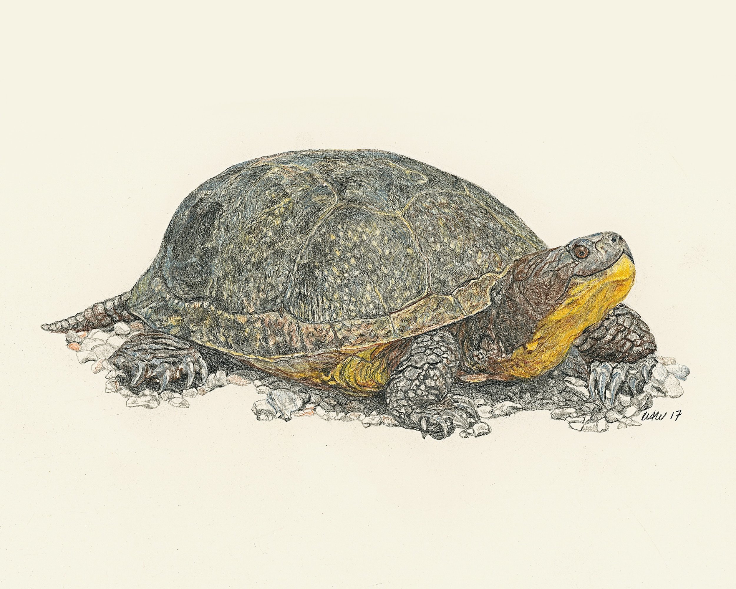 Blanding's Turtle - SOLD