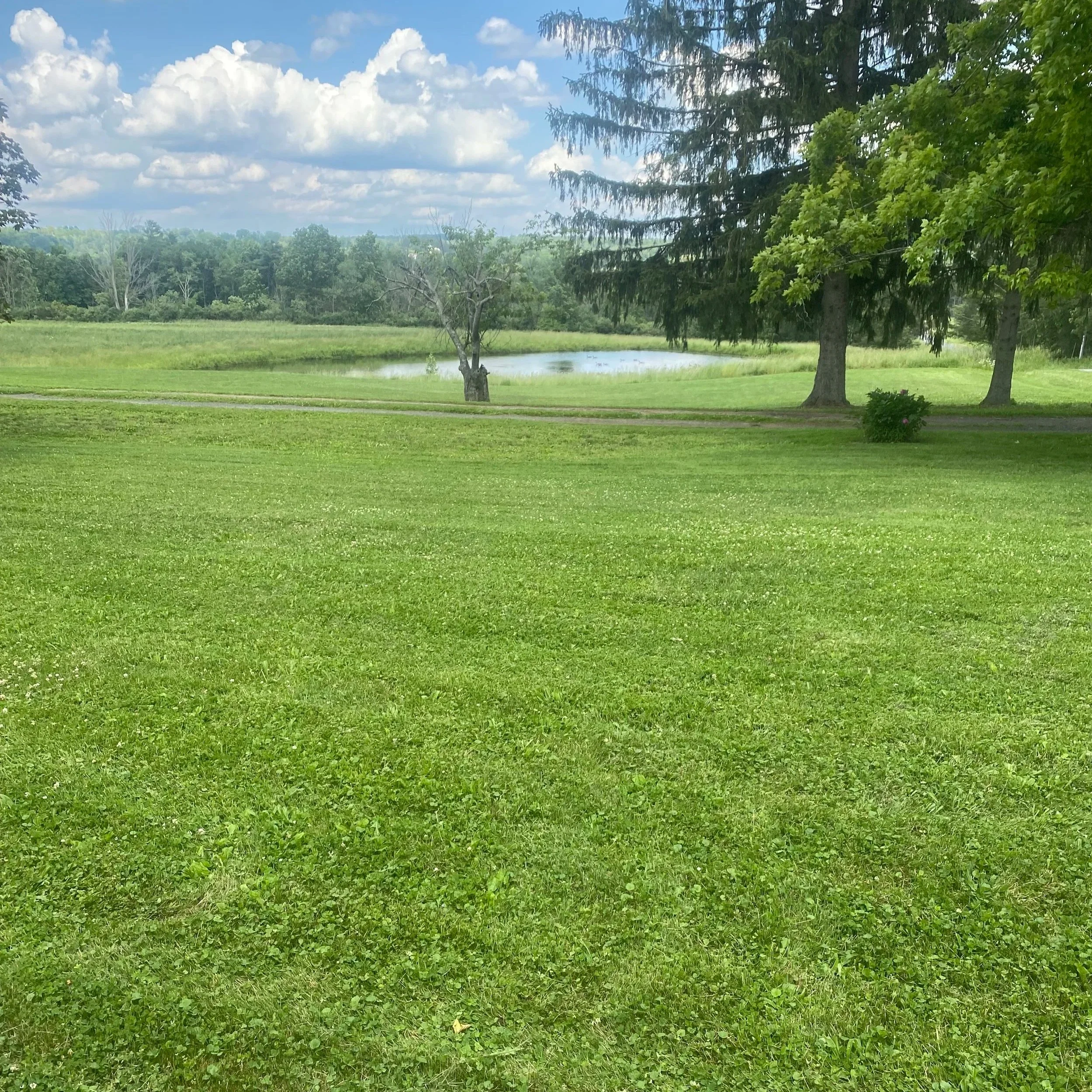 A lush green park with a grassy lawn, several trees including a large pine, a small pond in the background, and a partly cloudy sky.