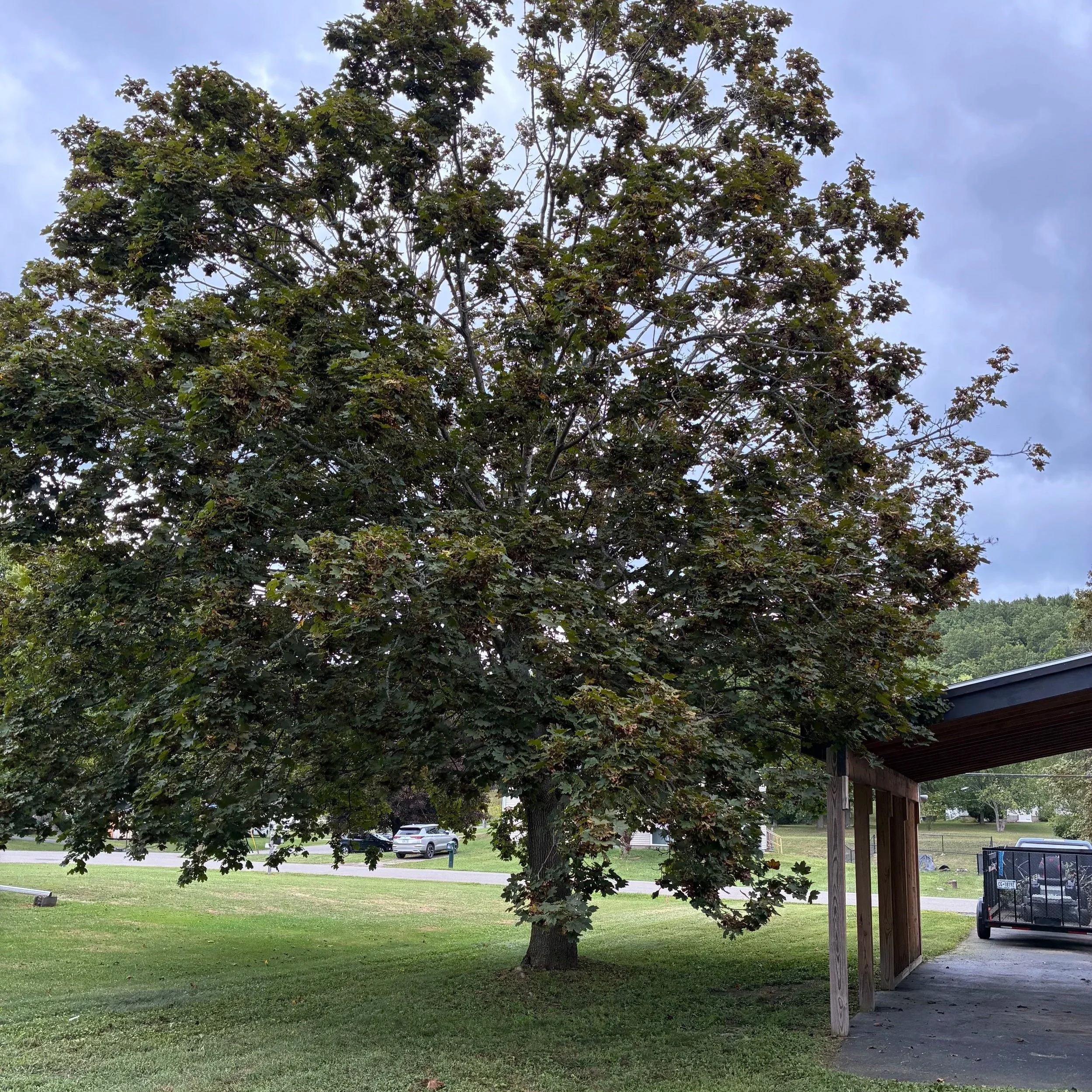 A large tree with dark green leaves in a grassy area, next to a wooden structure with an open side. Several cars are visible in the background and the sky is partly cloudy.