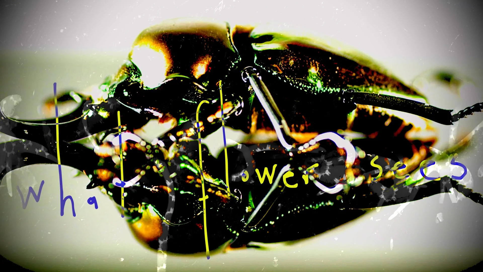 u r my flower18308.jpg