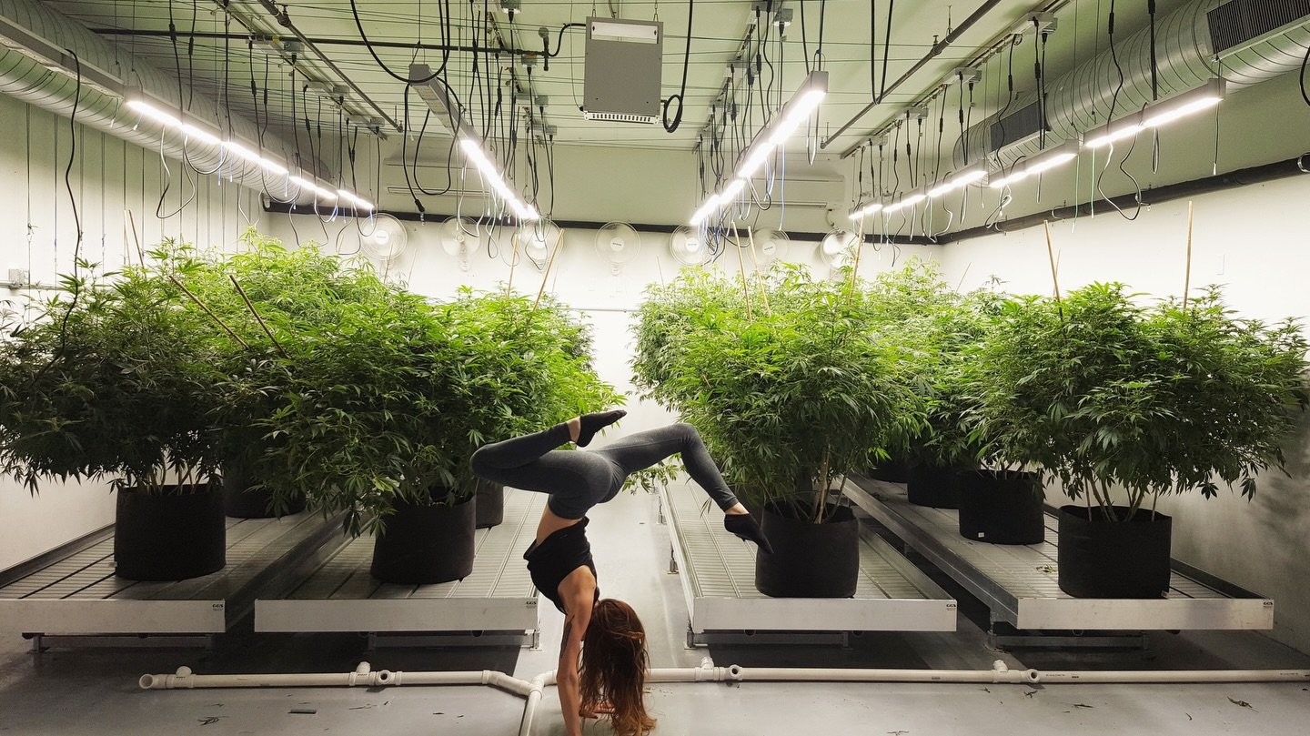 The year was 2016. Meowy Jane was in its third year of the medical program. We had just installed the new and (at the time) controversial full spectrum LED lights from Fluence. We were growing giant plants in smart pots. I could do handstands without