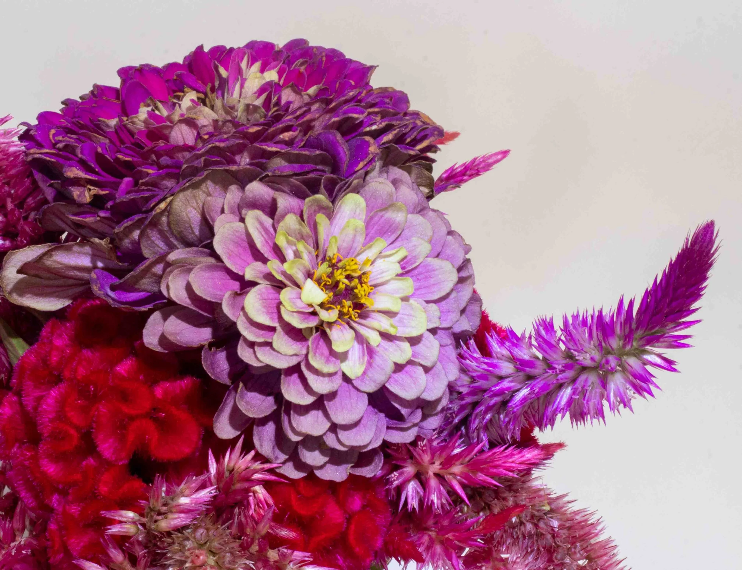 Flowers from Terripin Farm Stand