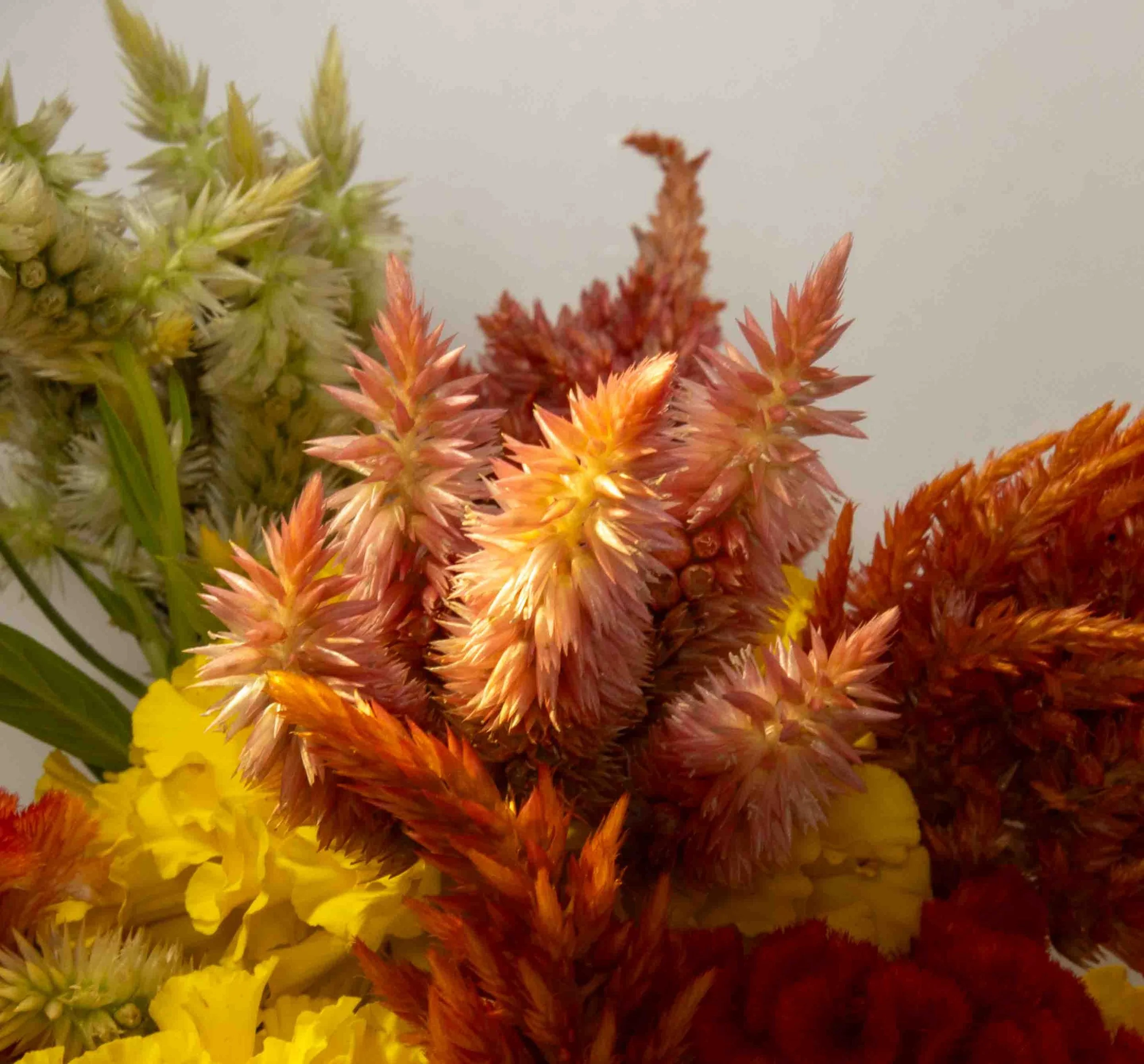 Flowers from Terripin Farm Stand
