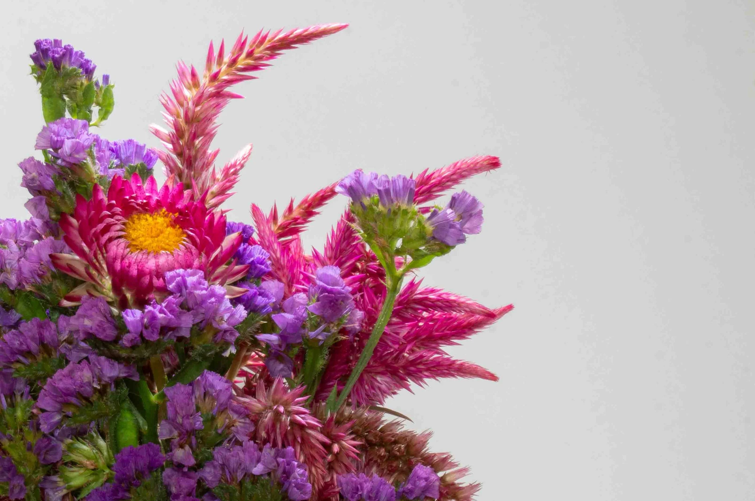 Flowers from Terripin Farm Stand