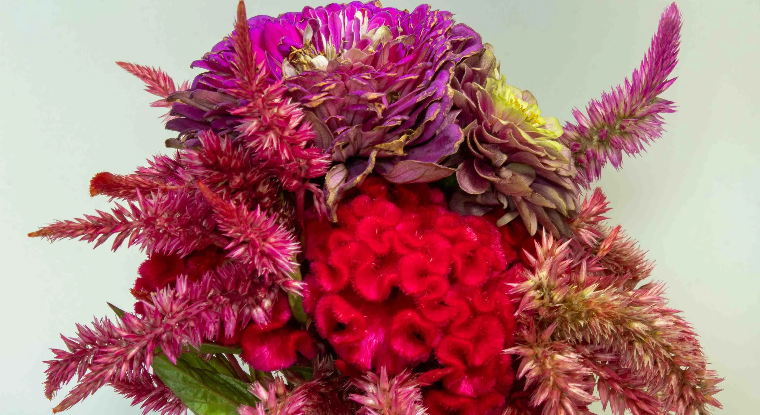Flowers from Terripin Farm Stand