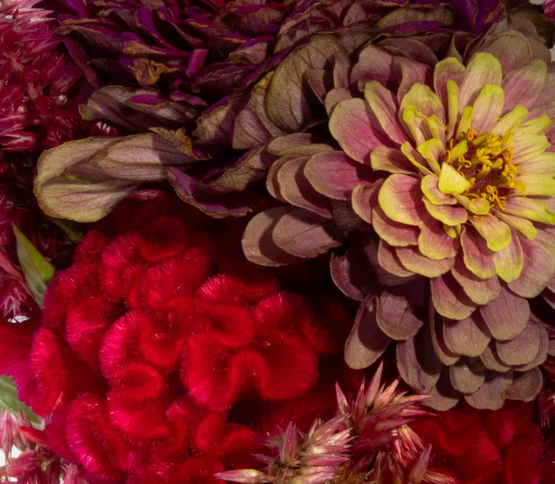 Flowers from Terripin Farm Stand
