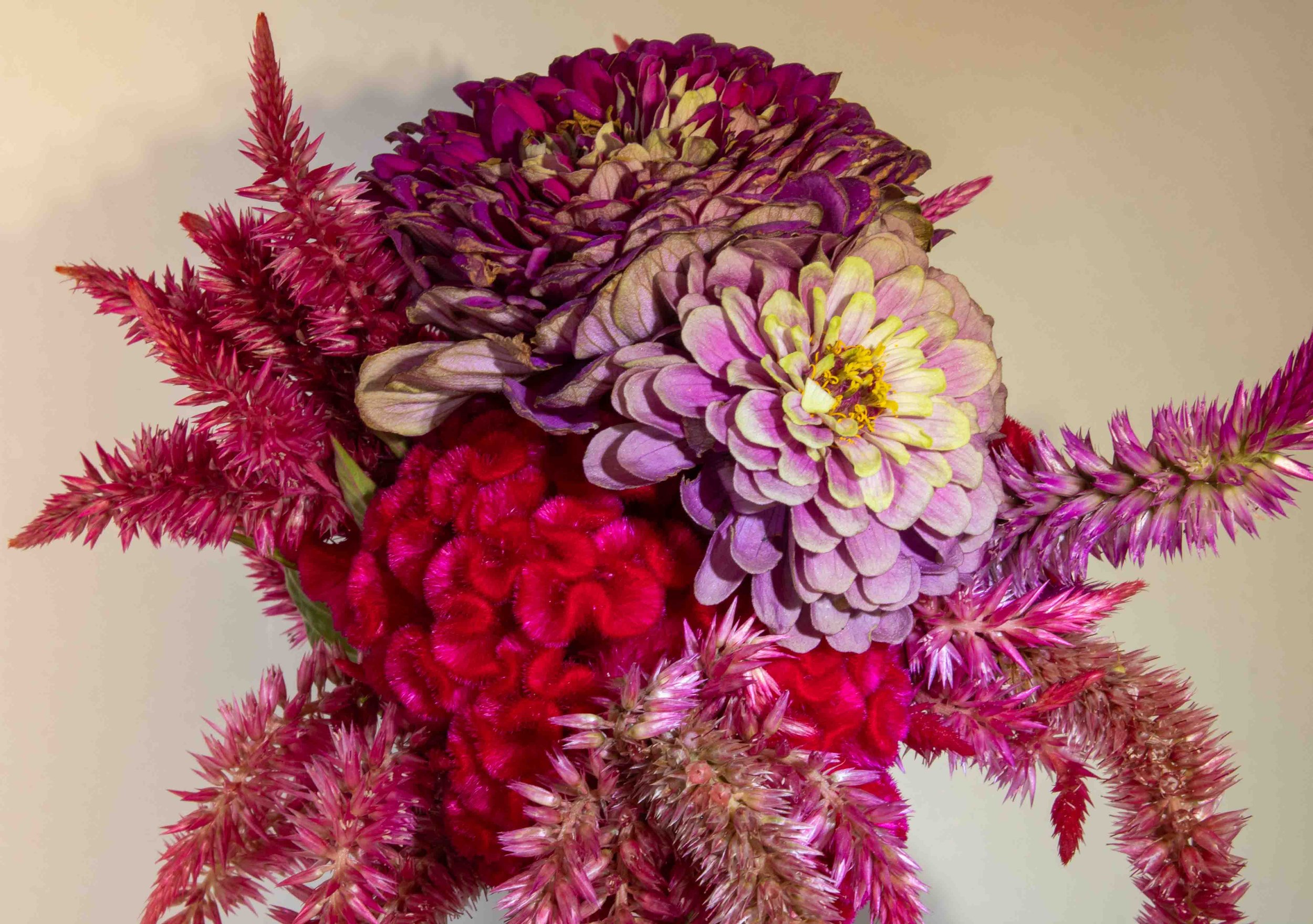 Flowers from Terripin Farm Stand
