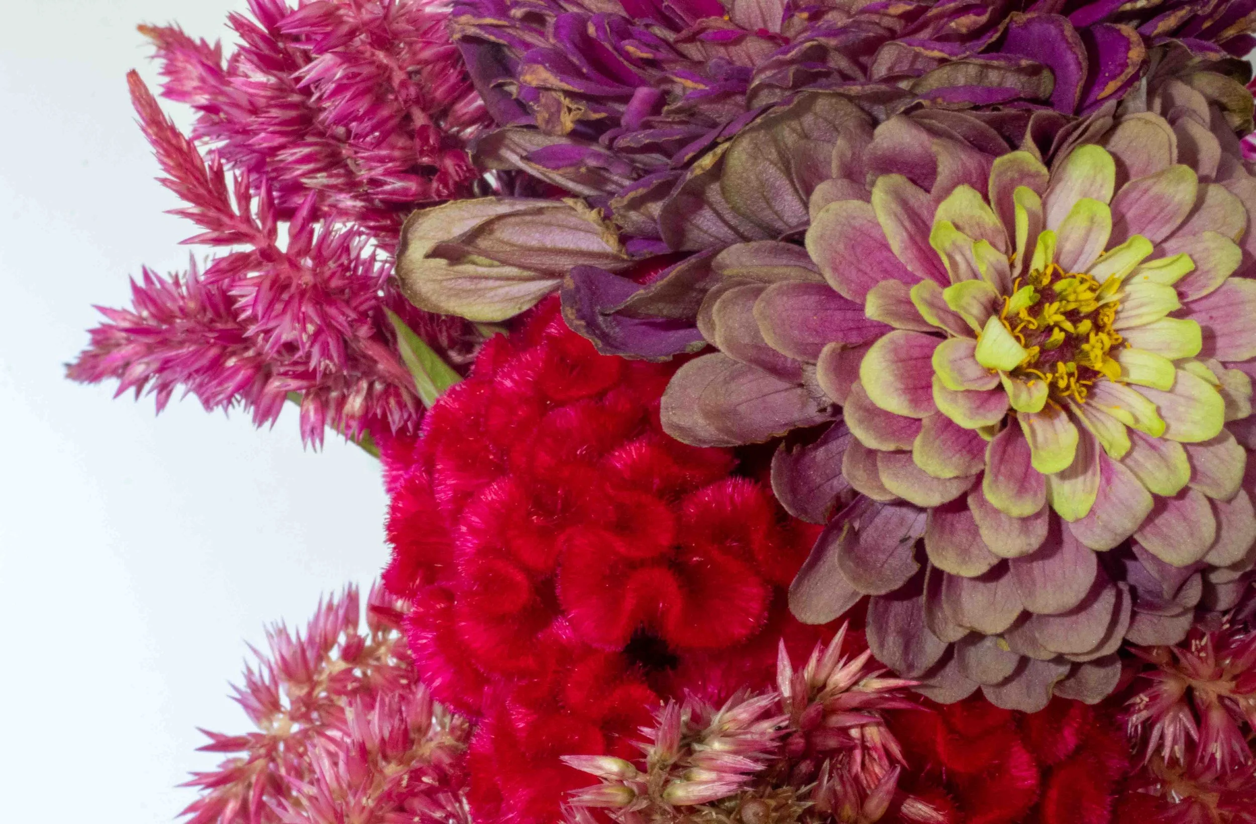 Flowers from Terripin Farm Stand