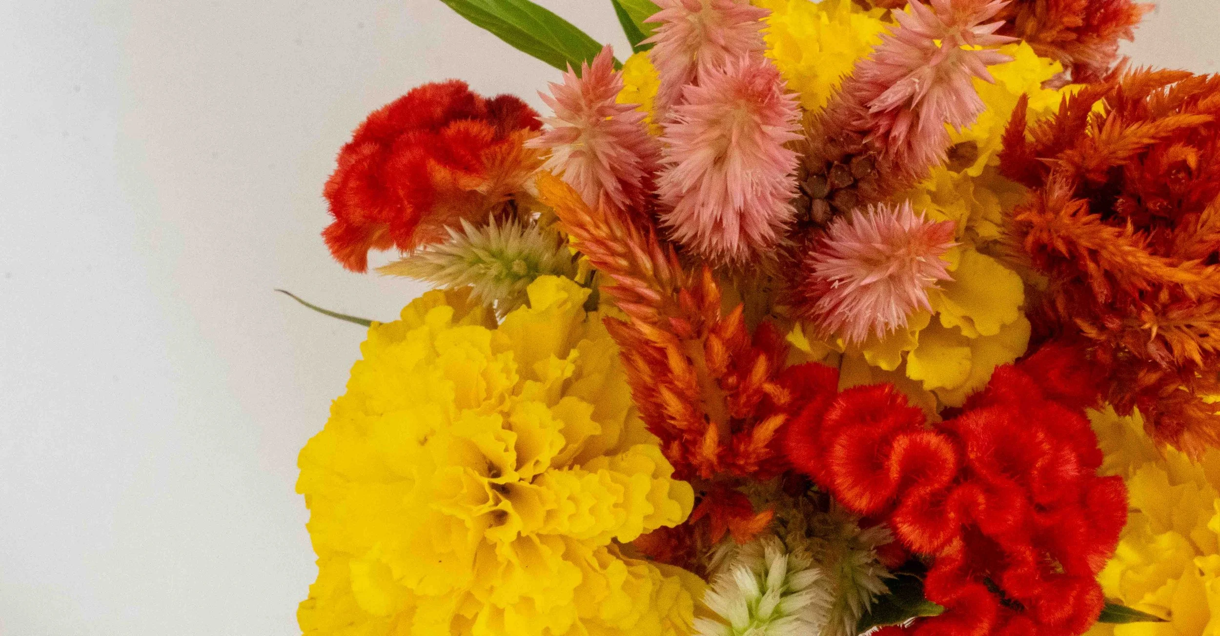 Flowers from Terripin Farm Stand