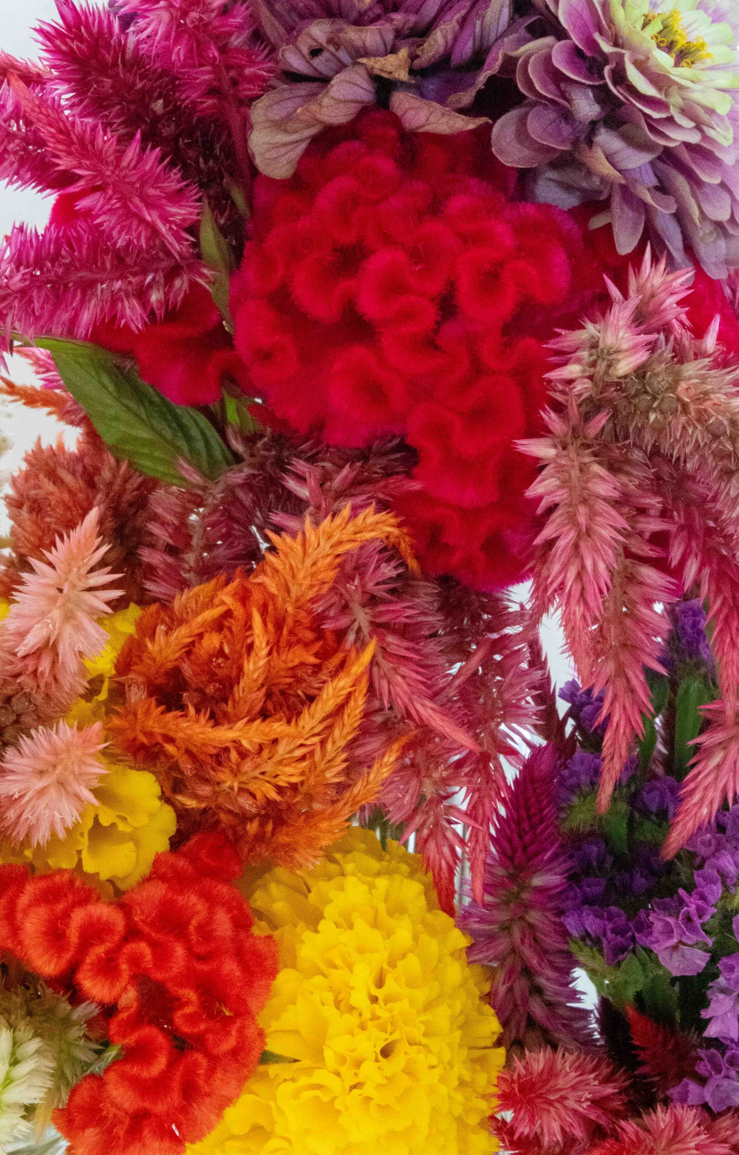 Flowers from Terripin Farm Stand