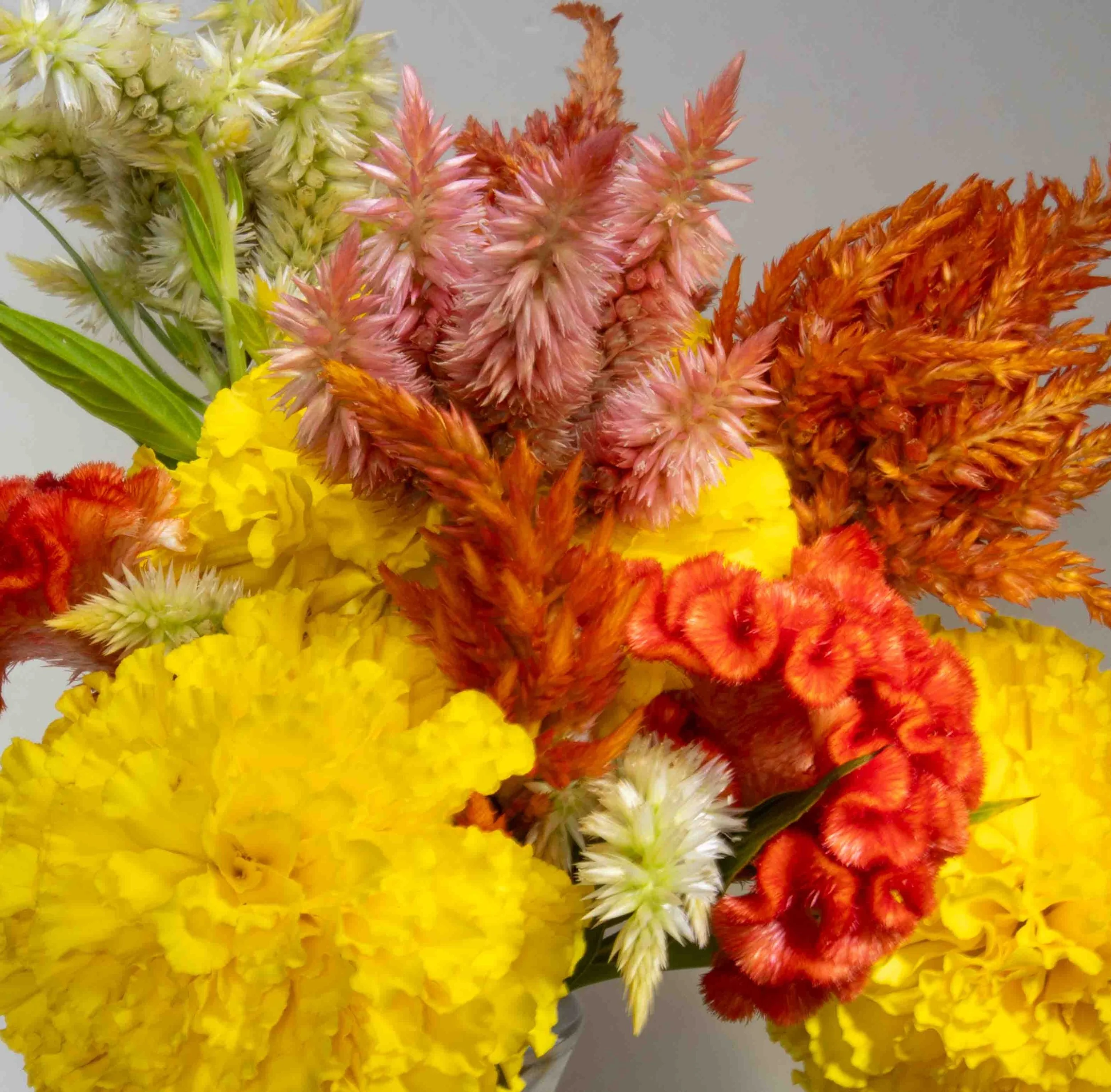 Flowers from Terripin Farm Stand