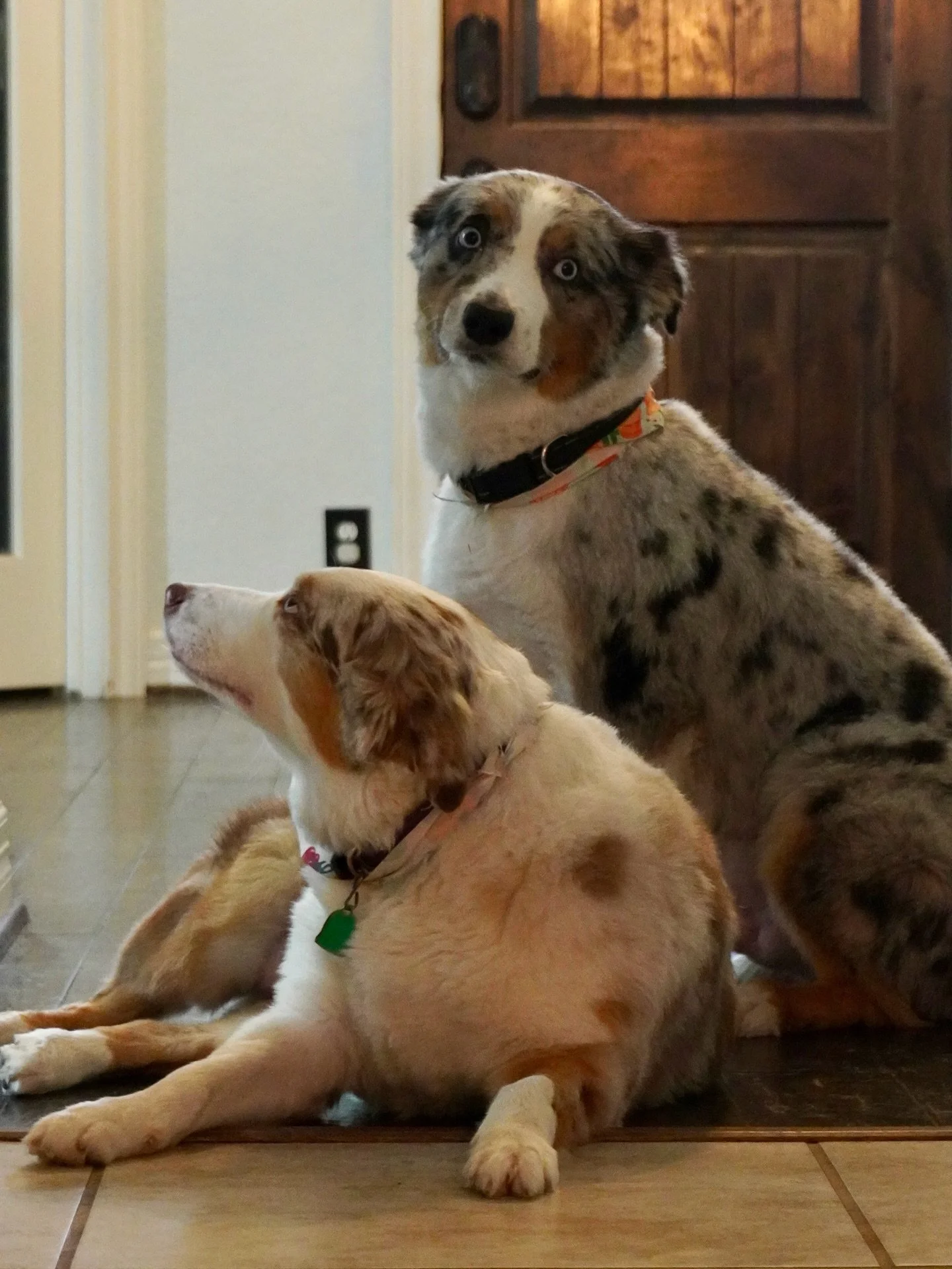 It can be pretty hard to get my helpers to look at the camera at the same time&hellip; treats are definitely required. 🫠