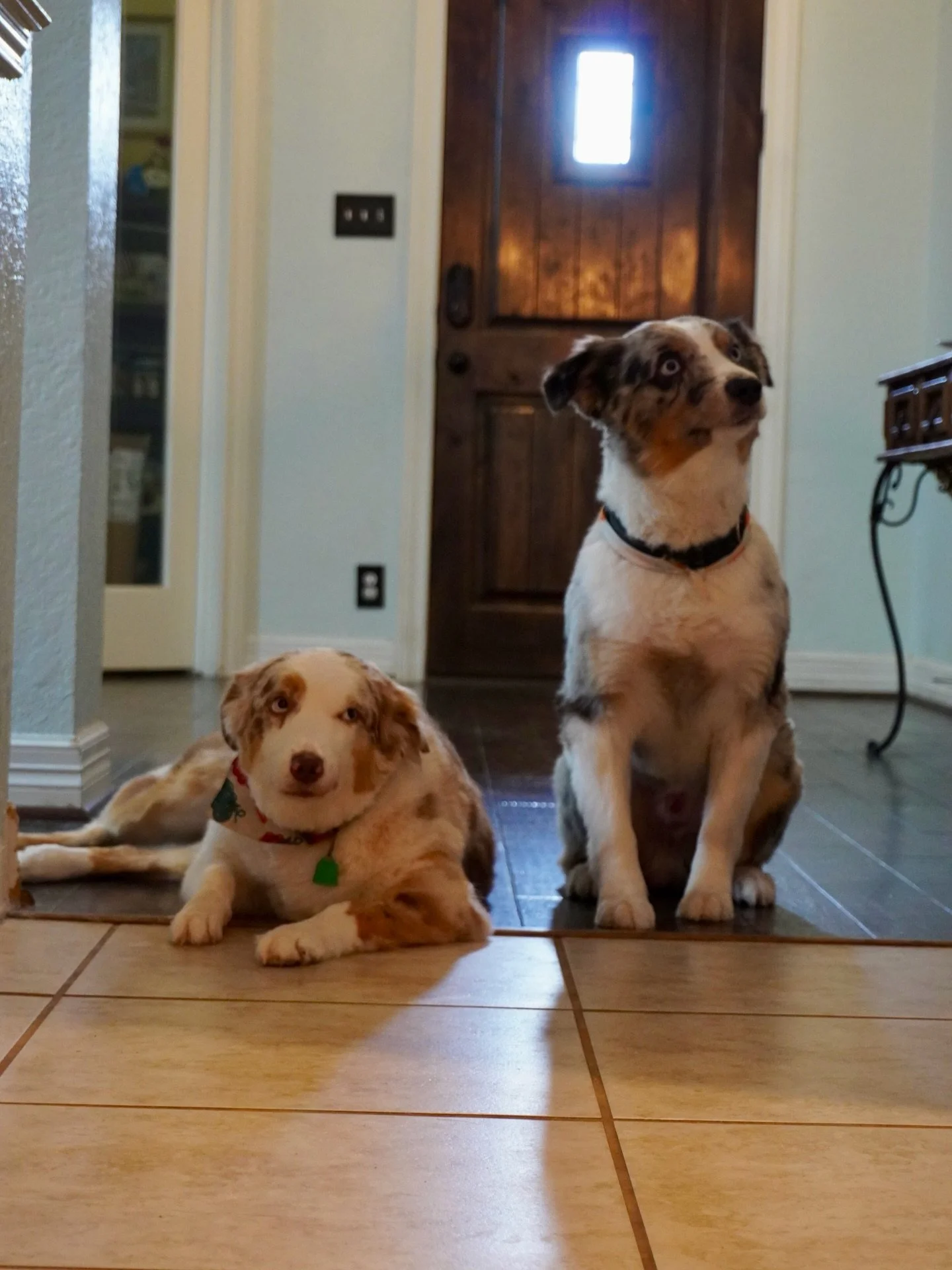 Treats in hand ➡️ Helpers on duty ➡️ Gems are safe. 💙🐶