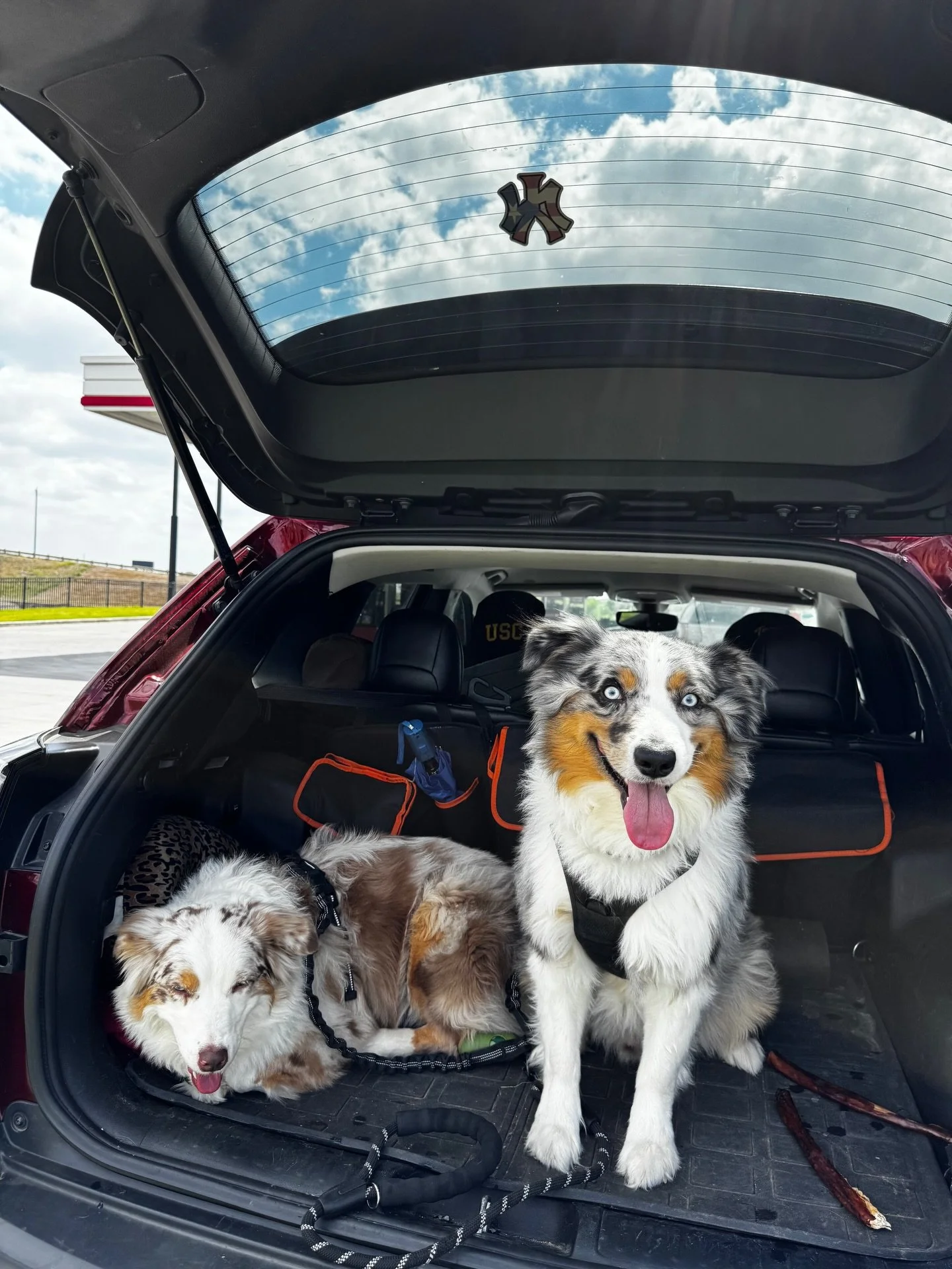 Happy Pet Day 🐾💙
Celebrating my Australian Shepherds... the best dogs and road trip companions! 🚗✨