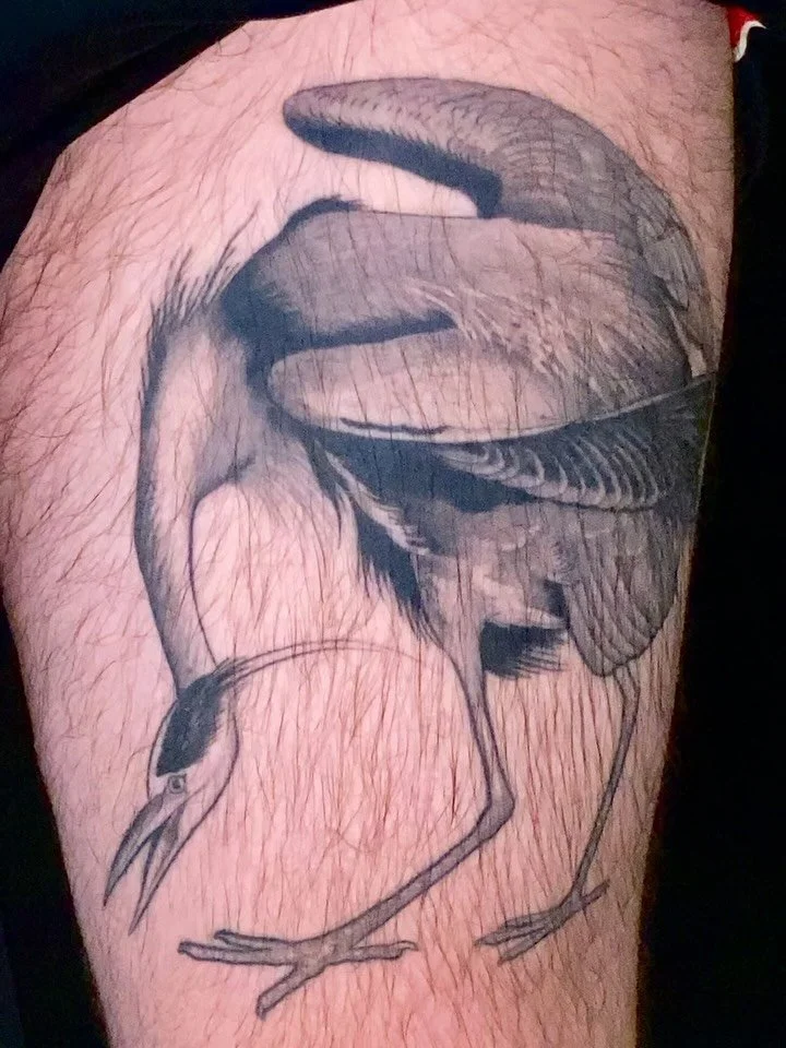 HEALED Great Blue Heron by Audubon&mdash; thanks, Andrew!

It&rsquo;s officially tattoo season, what are you getting?