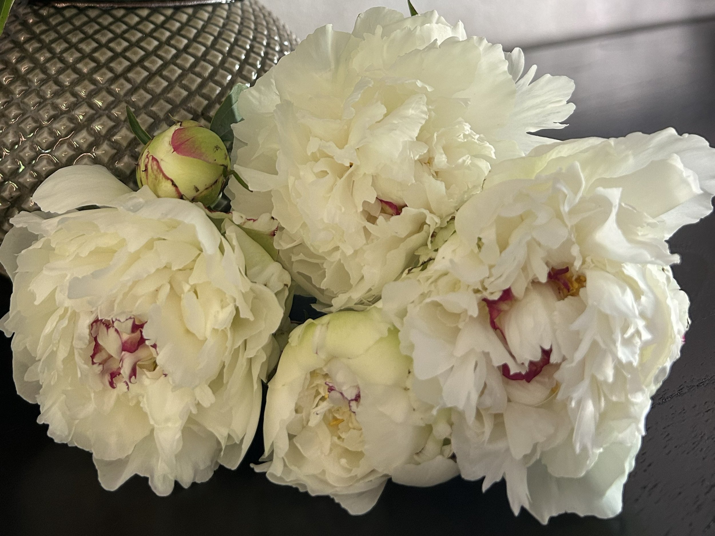 white peonies from bloomsky flower farm