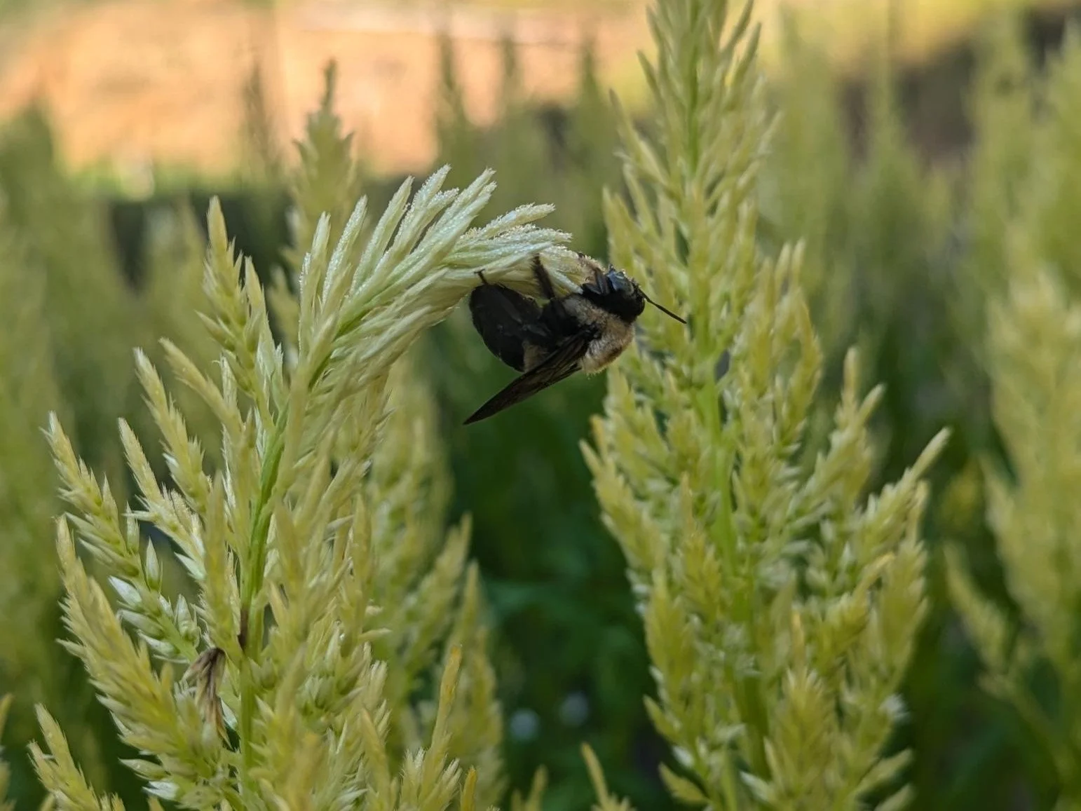 bloomsky flower farm sleepy bee