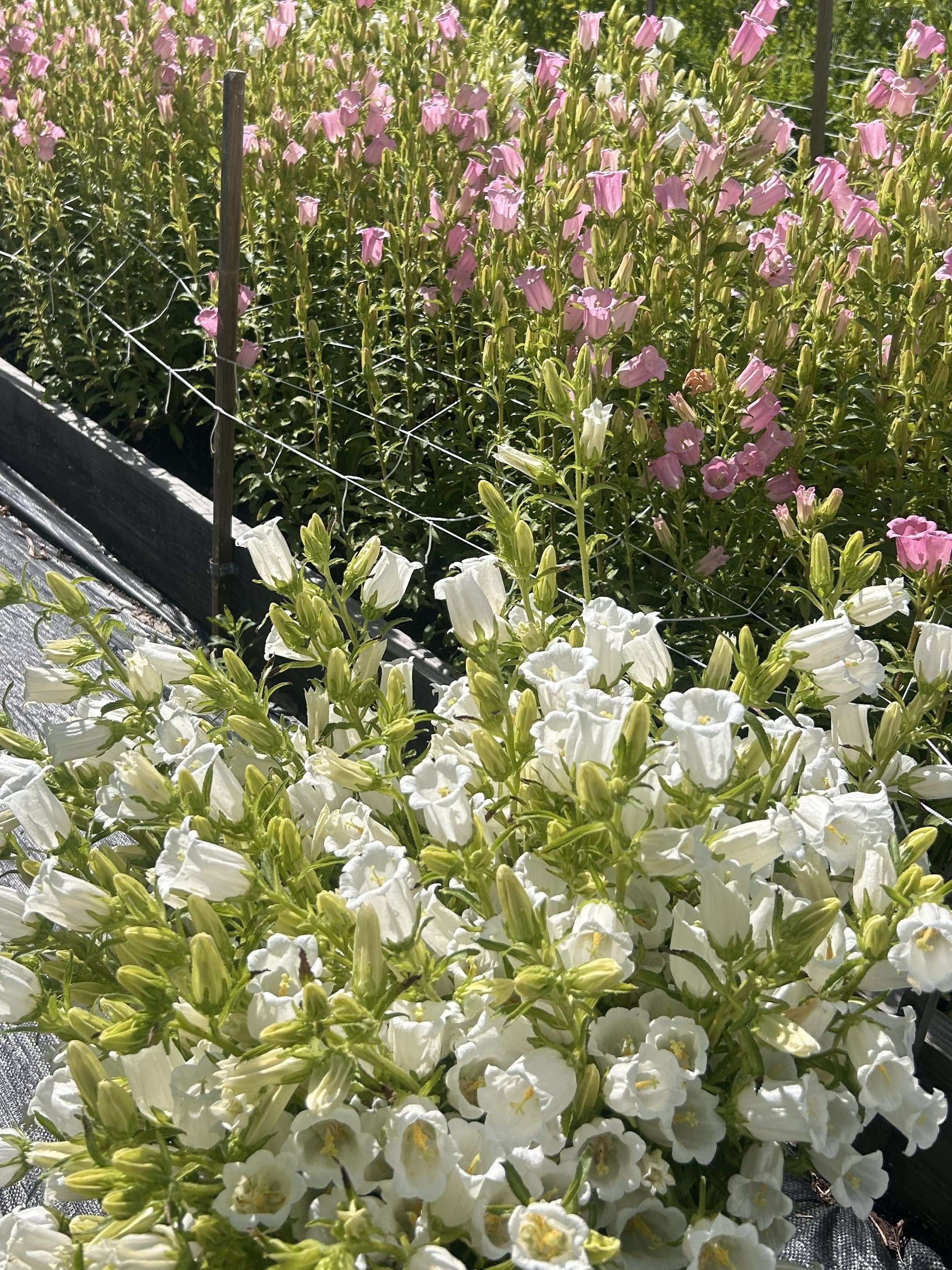 Farm in morning _campanula.jpg