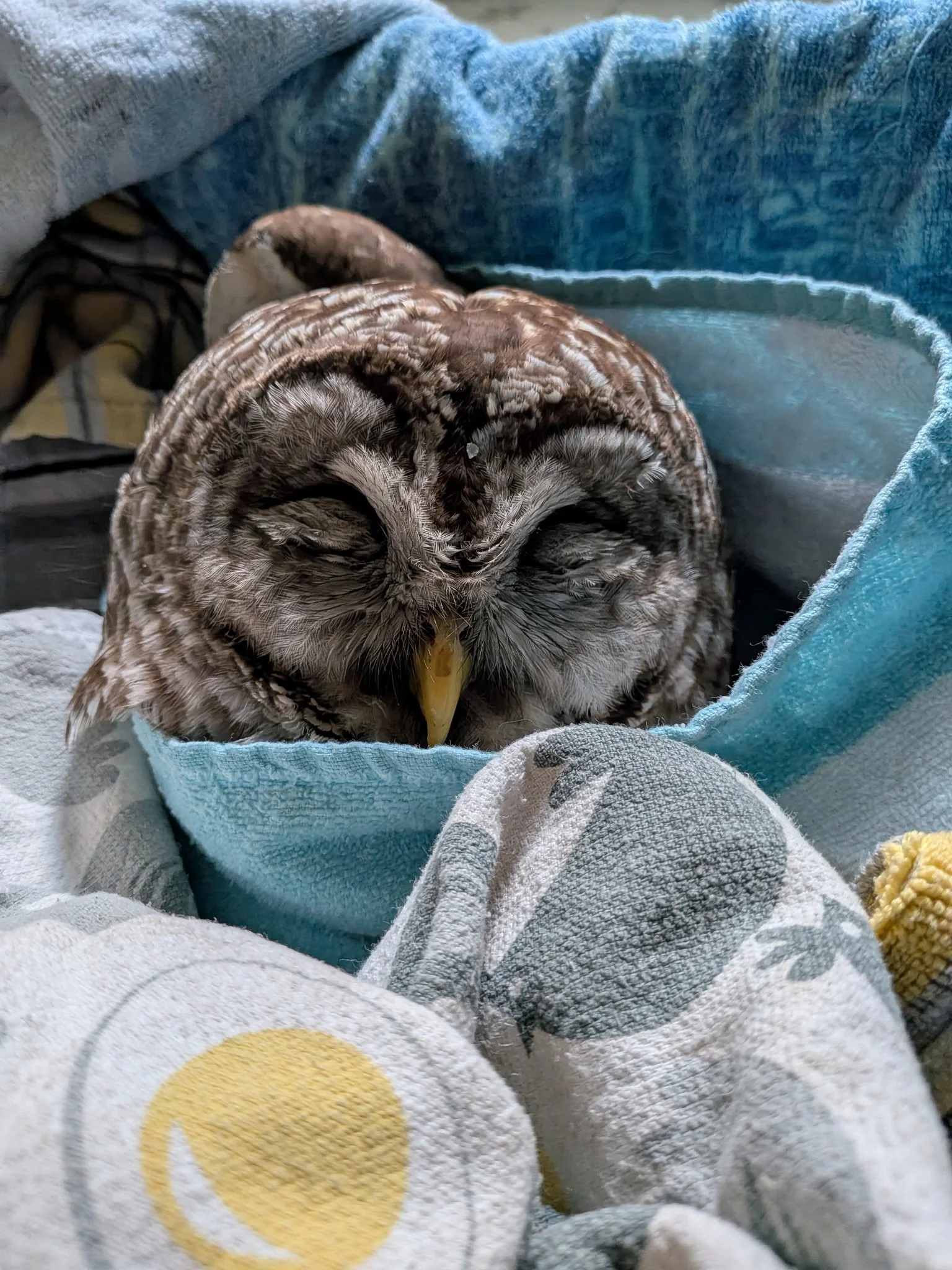 curtain the barred owl by bloomsky flower farm
