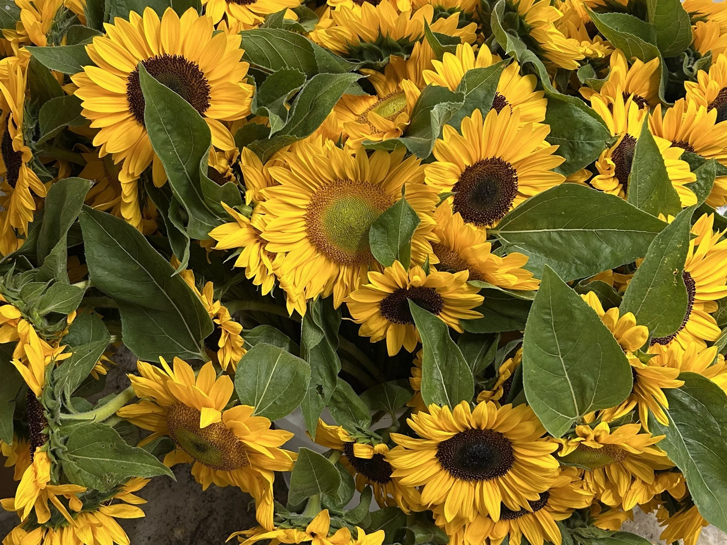 sunflowers by bloomsky farm