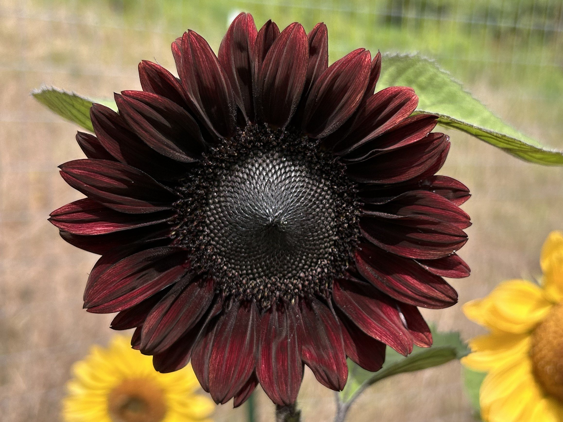Sunflower5.jpg