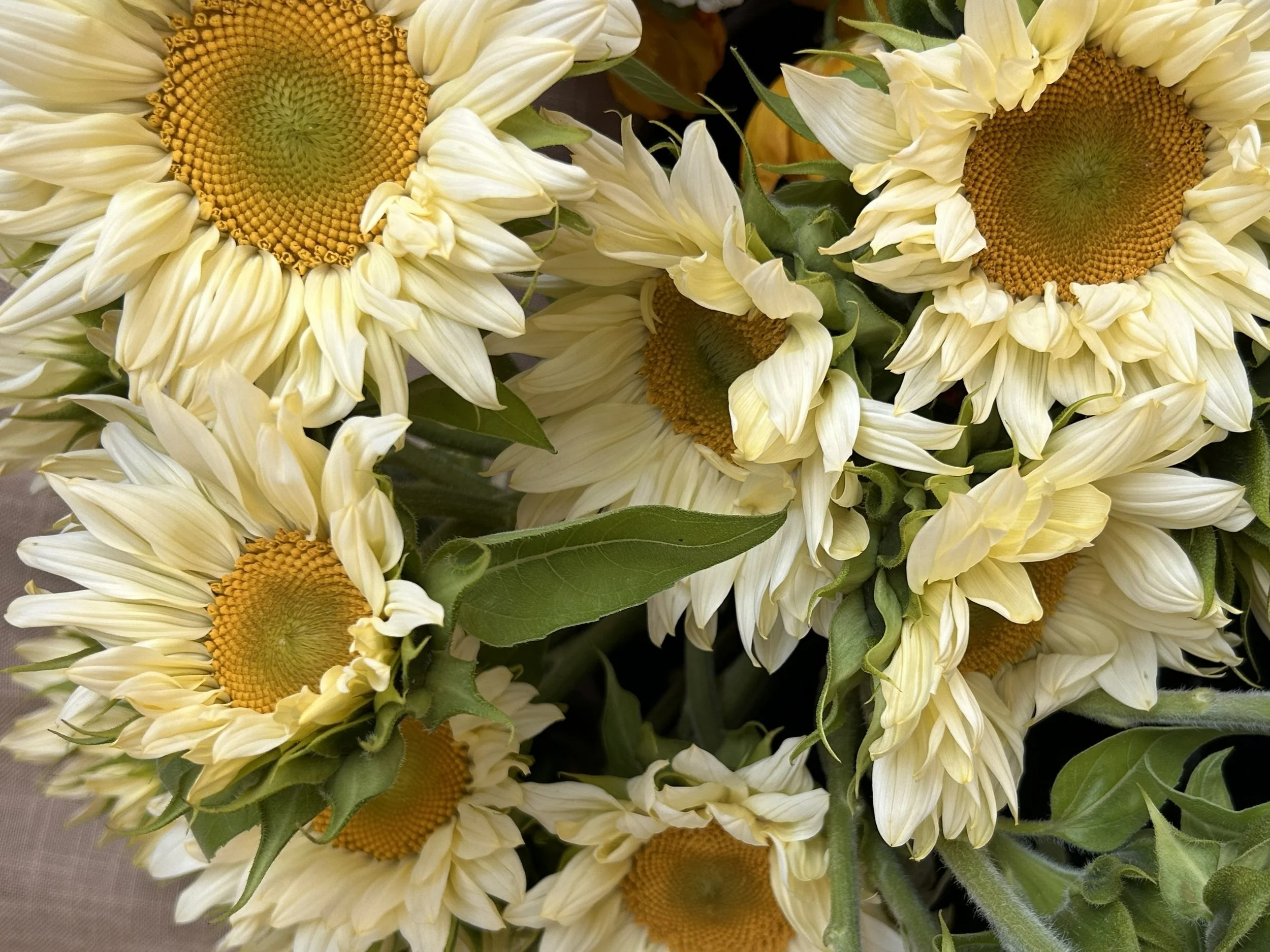 Sunflower3.jpg
