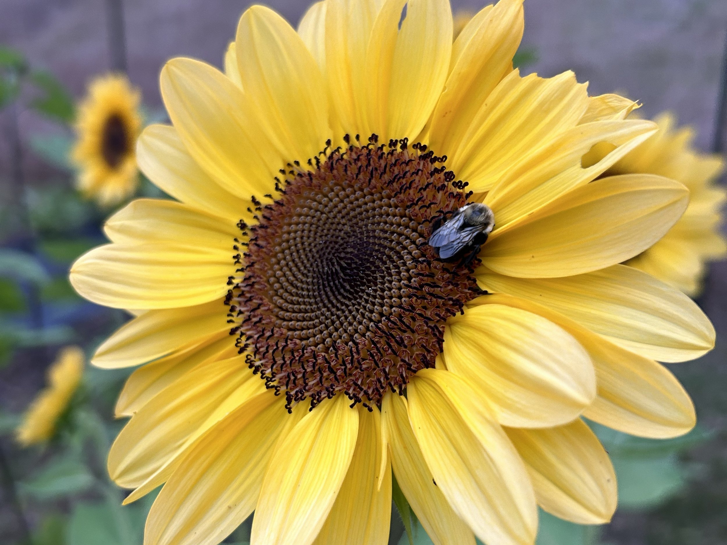 Sunflower 6.jpg
