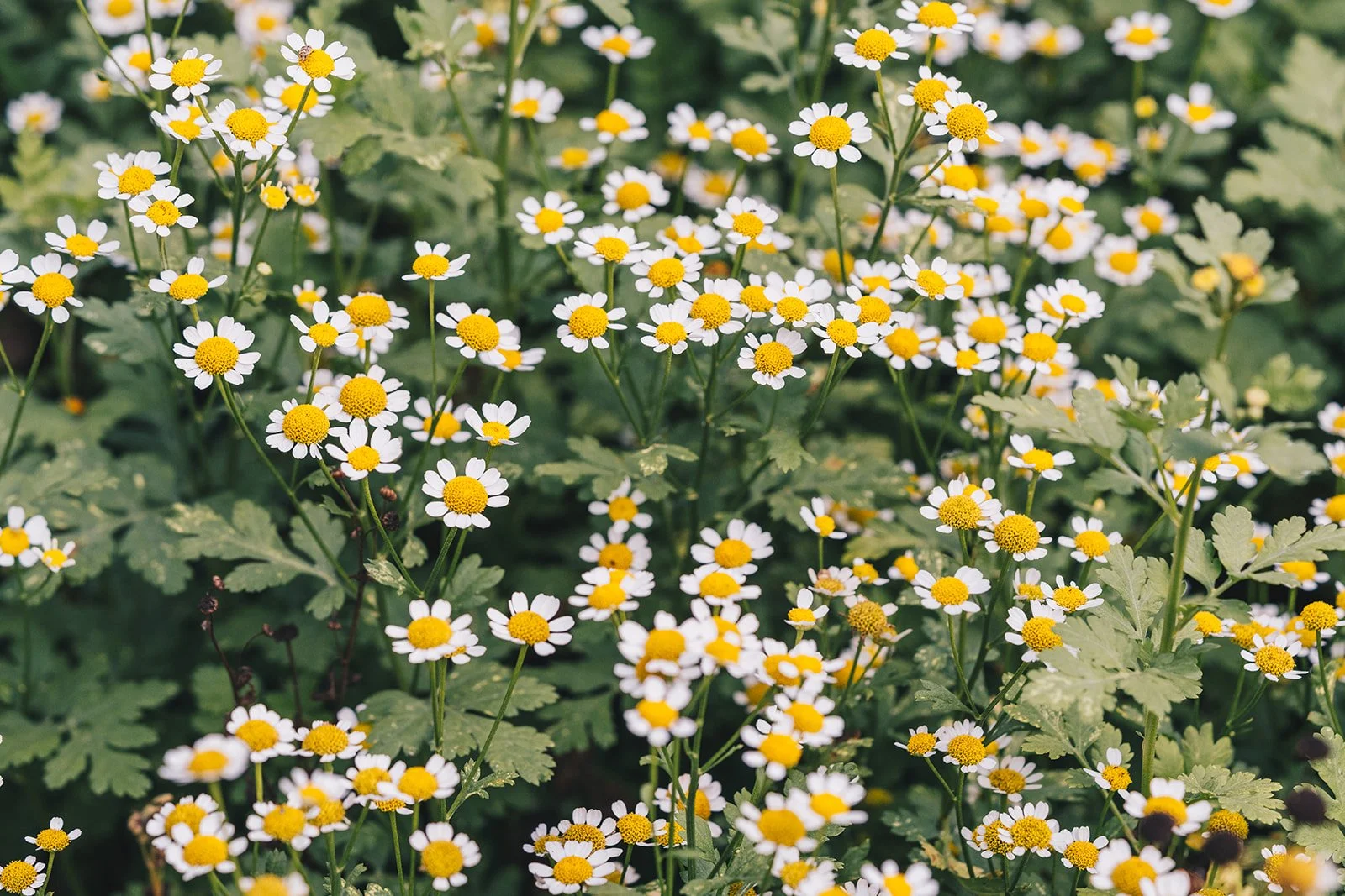 What's Blooming: The Flowers Behind the Flowers