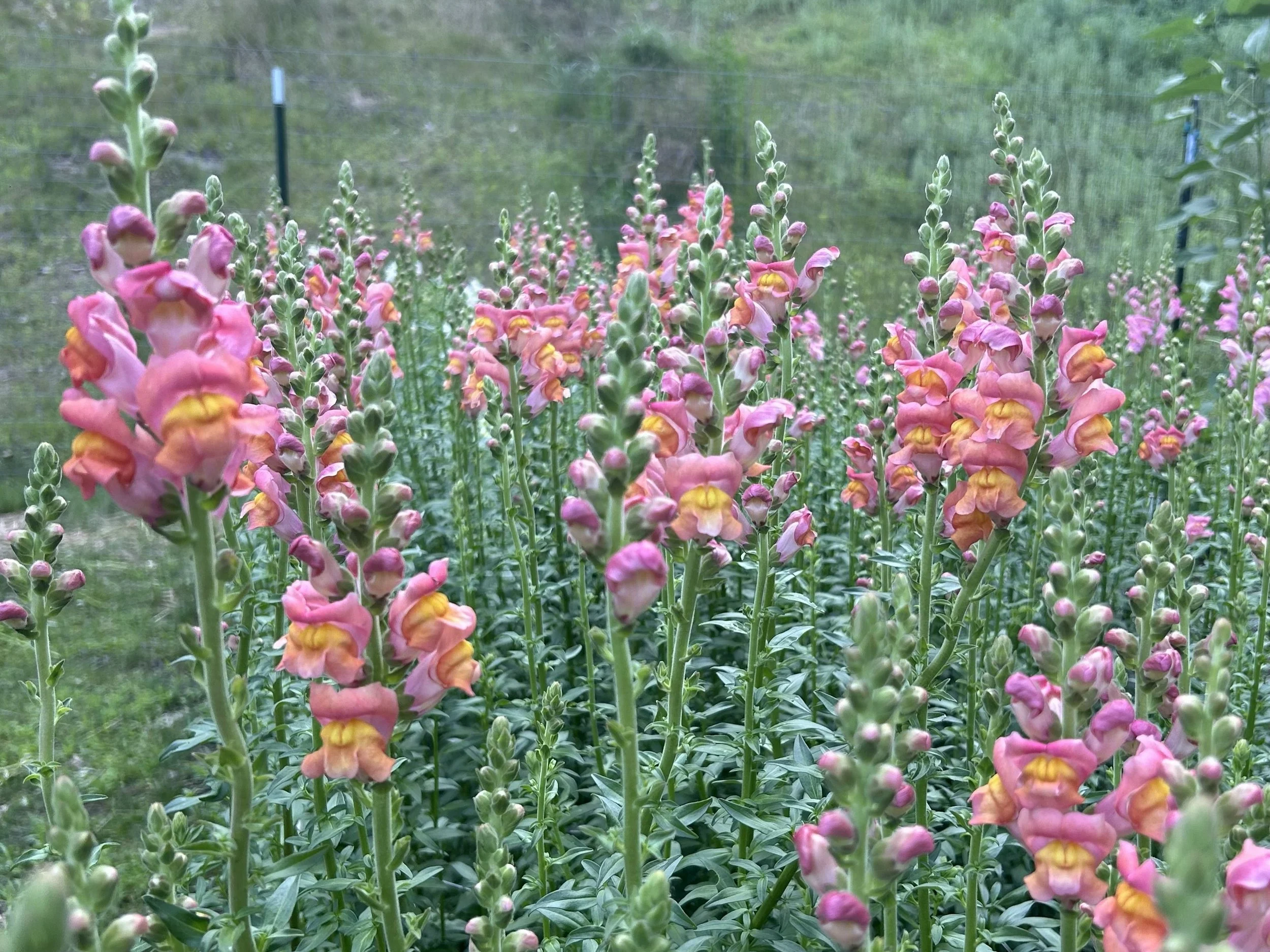 pink snapdragons by bloomsky flower farm