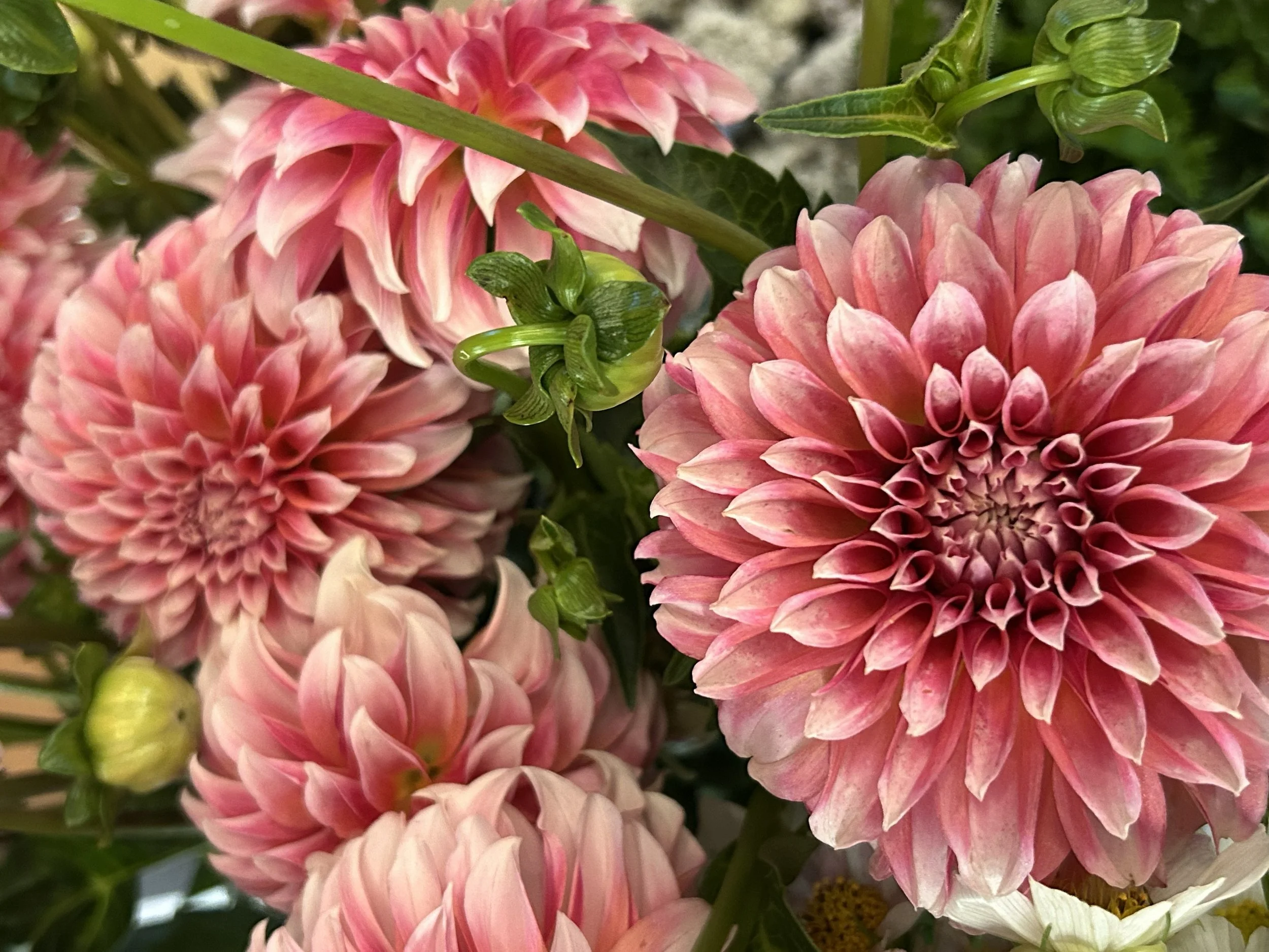dahlias