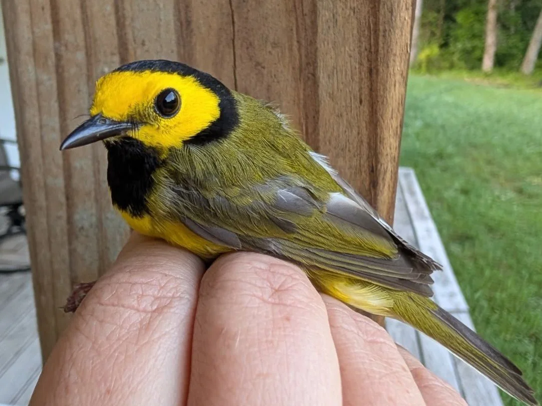 hooded warbler by bloomsky flower farm