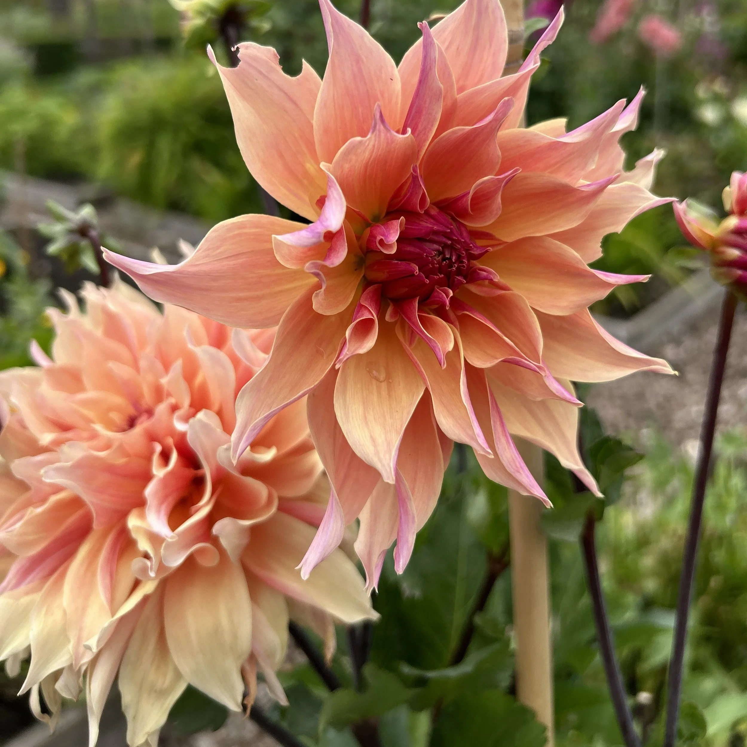 decorative dahlias by bloomsky flower farm