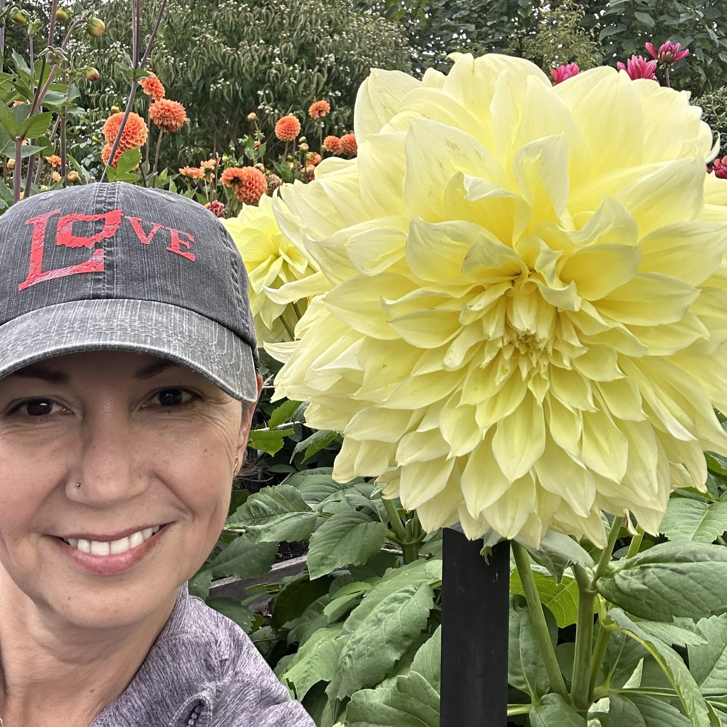 dinner plate dahlia by bloomsky flower farm