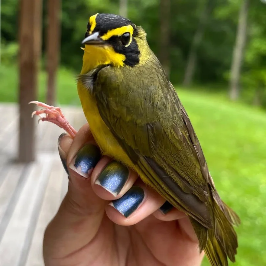Kentucky Warbler by bloomsky flower farm