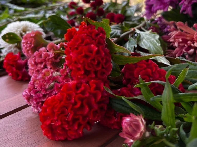 red cockscomb celosias photo by bloomsky farm