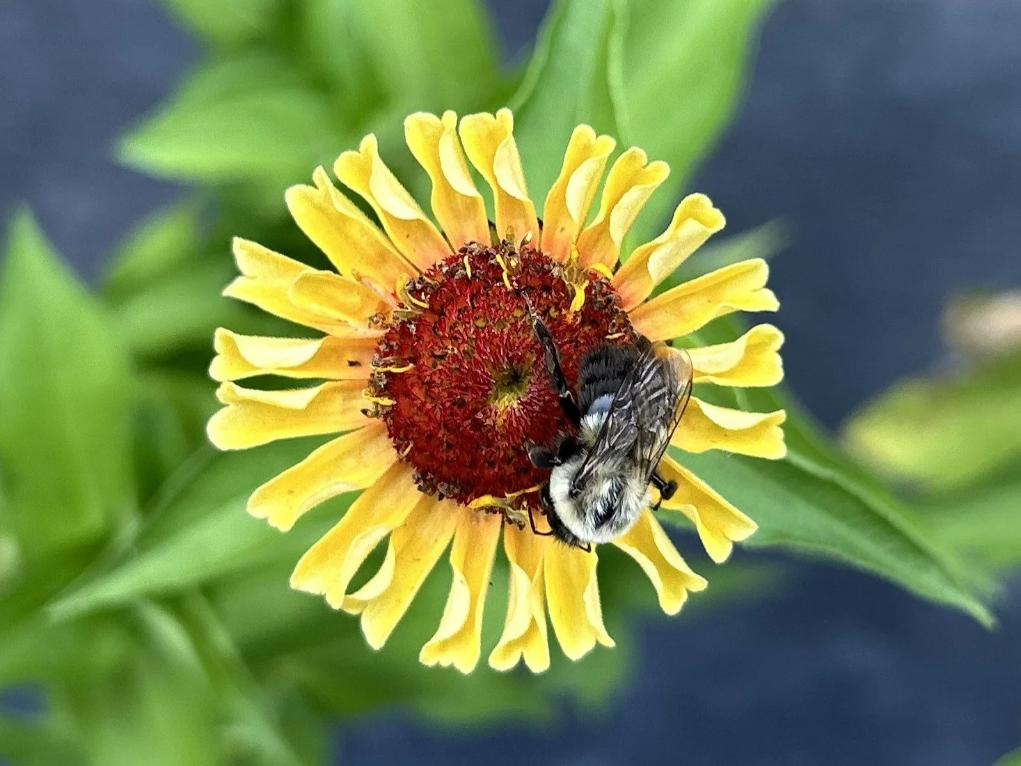 bee on a sunflower