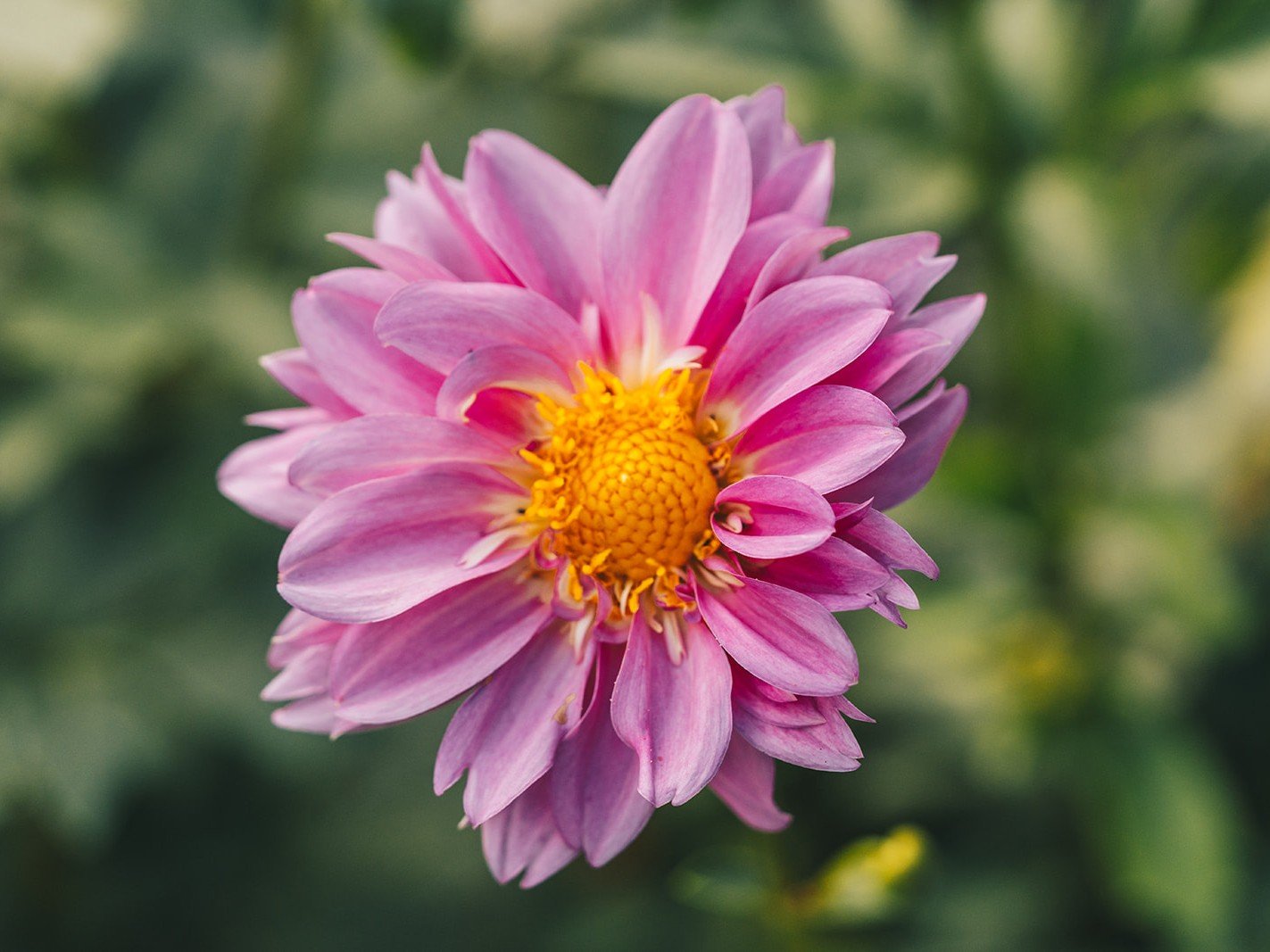 pink dahlia