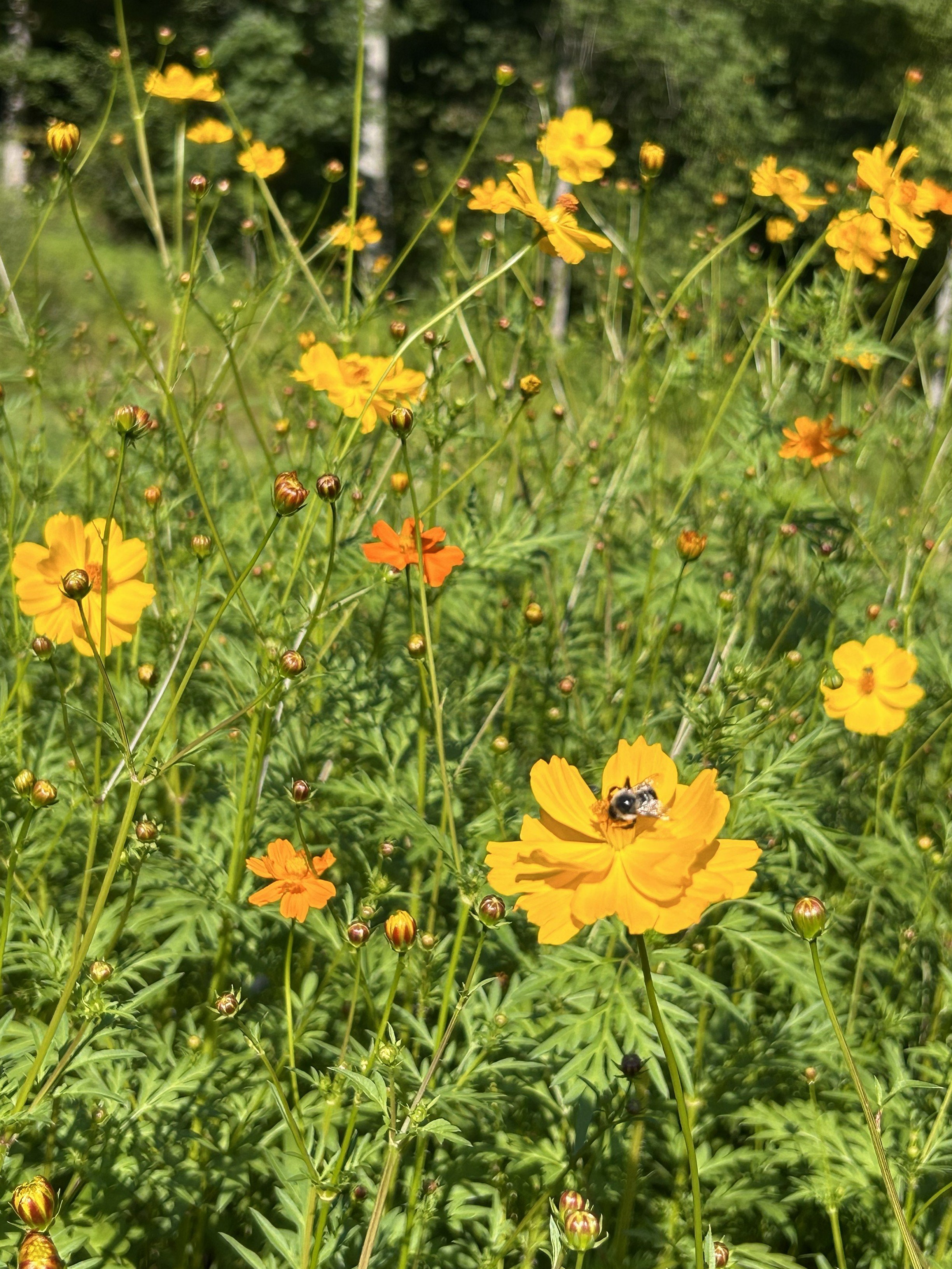 cosmos by bloomsky flower farm