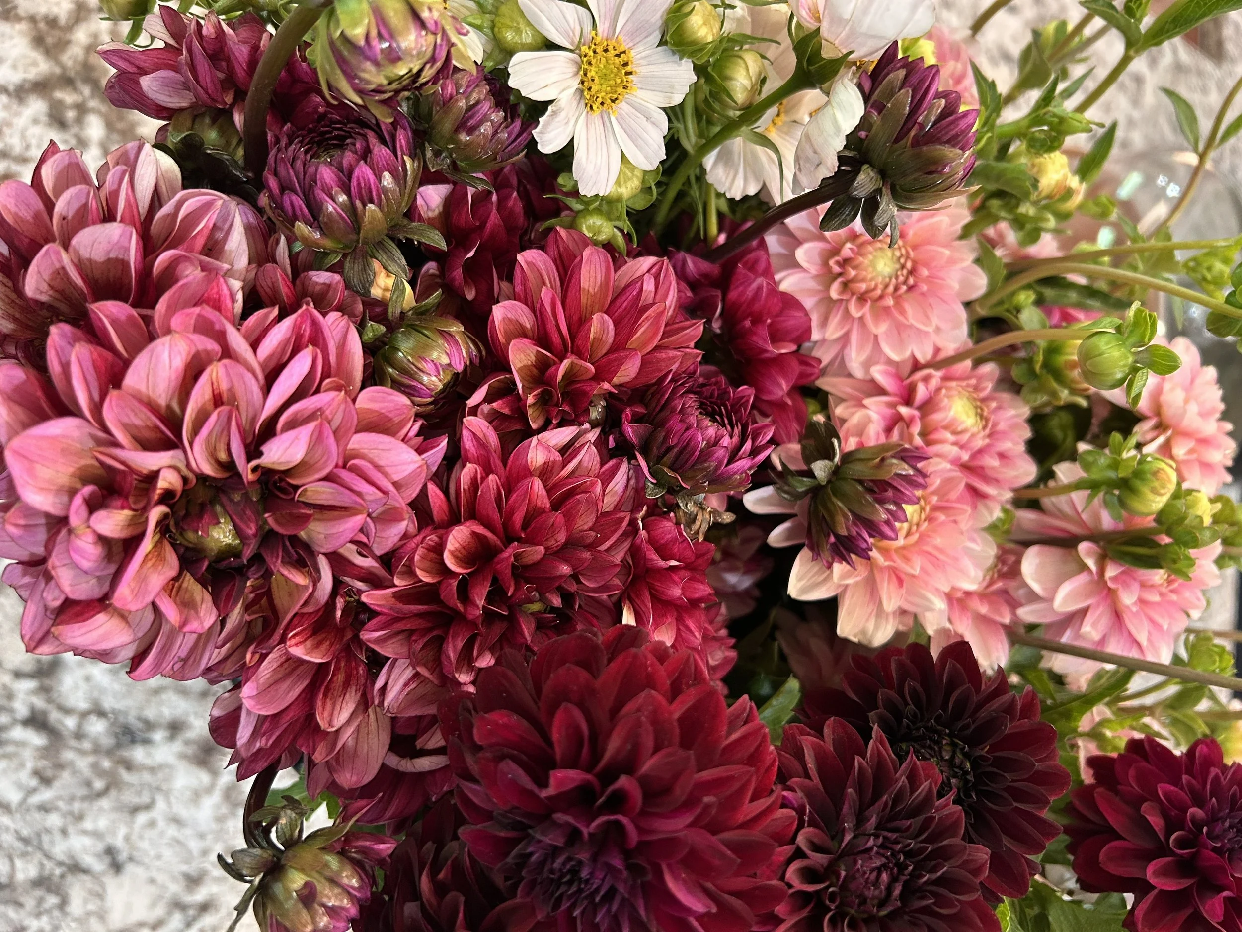 dahlia varieties by bloomsky flower farm