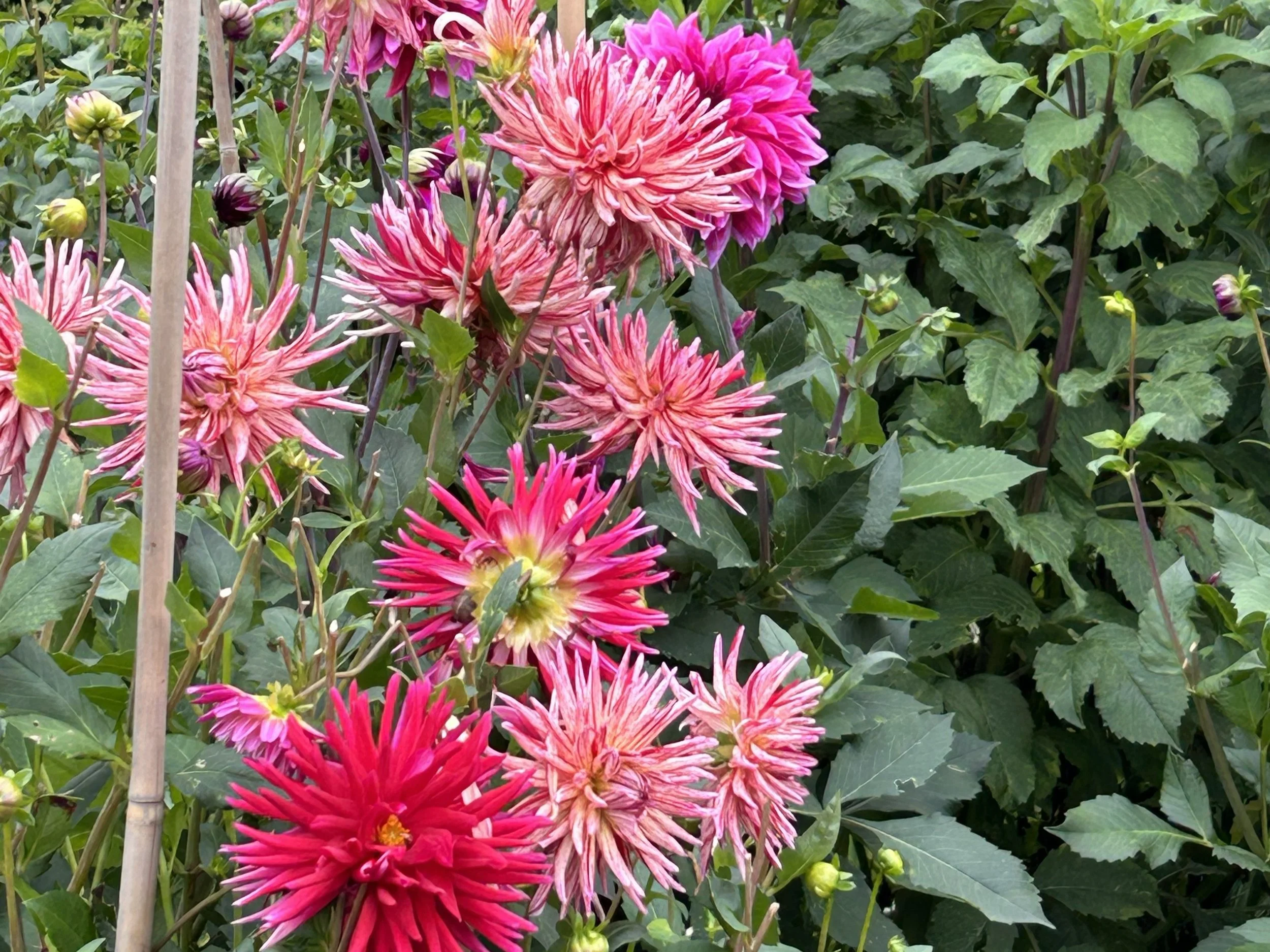 cactus dahlias by bloomsky flower farm