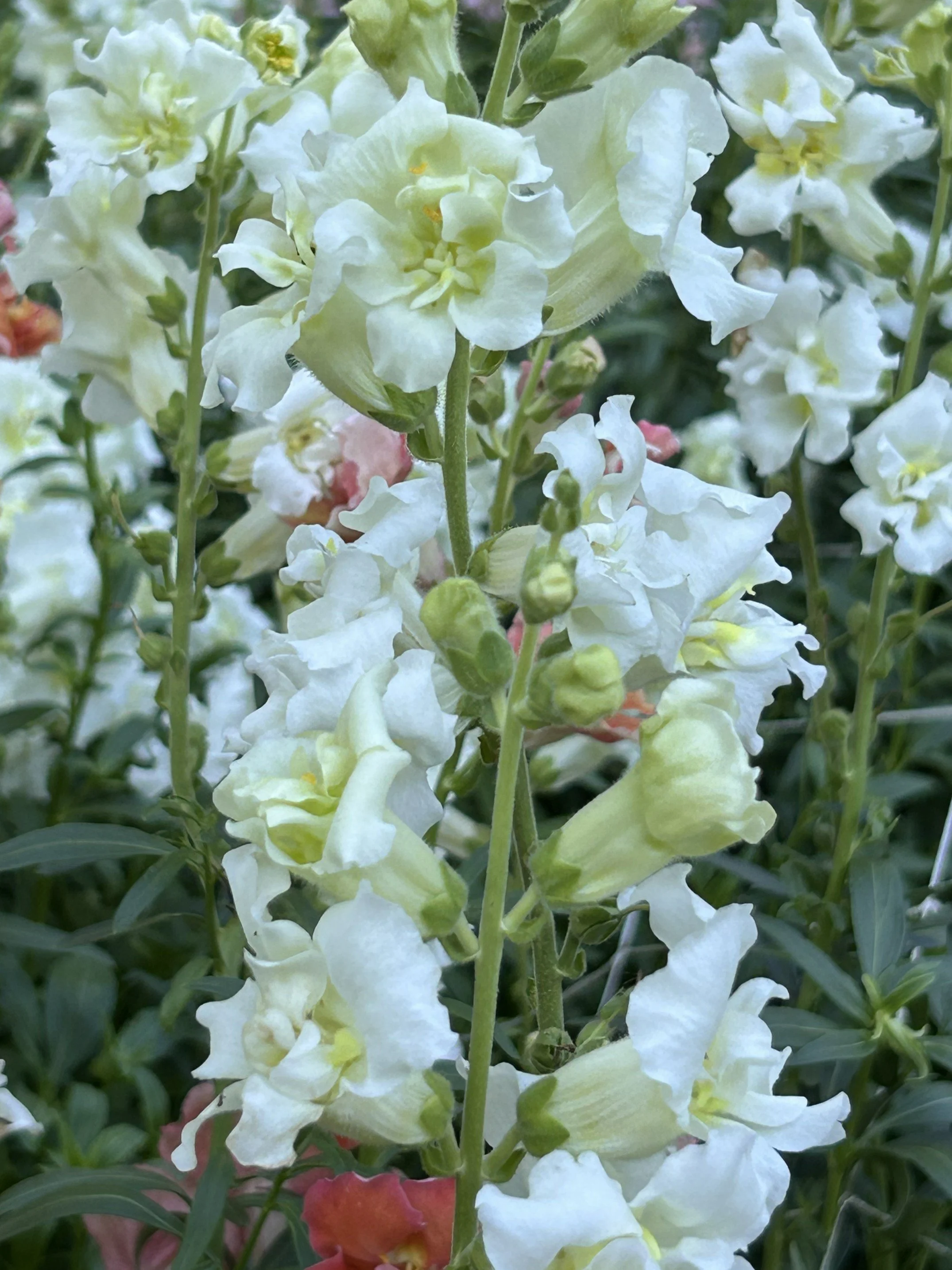 snapdragons by bloomsky flower farm