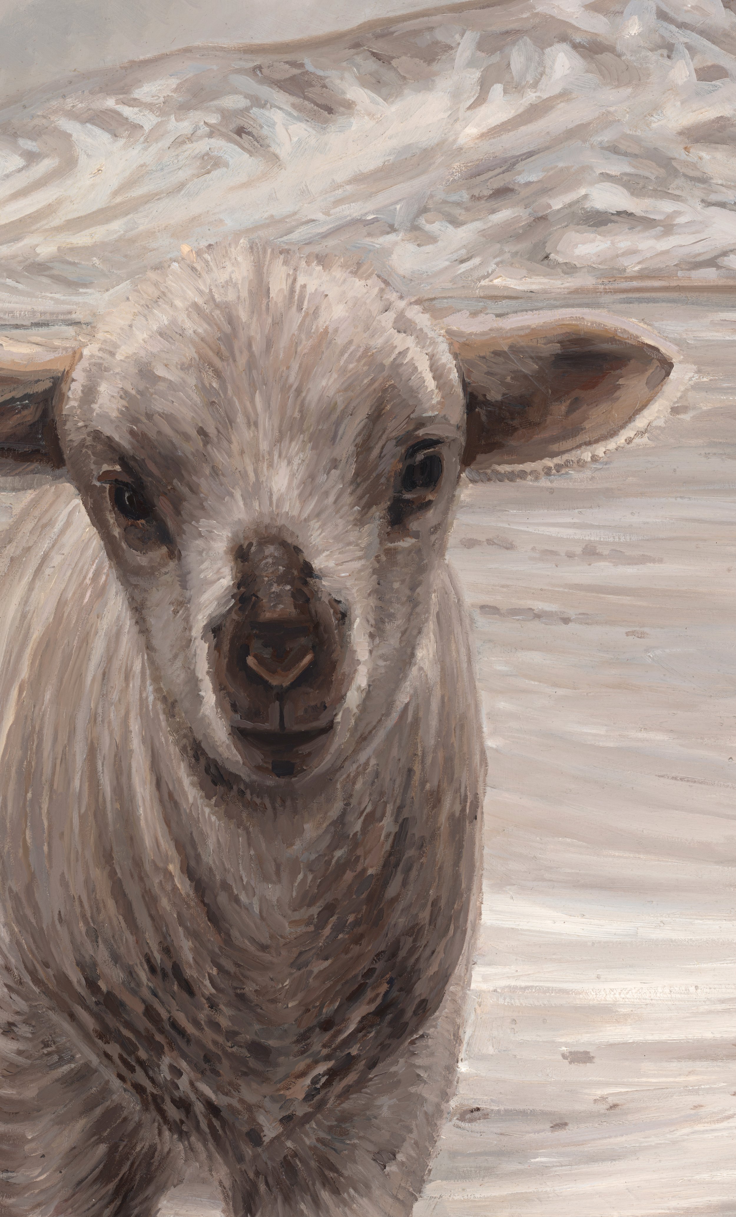 sheep-2.jpg