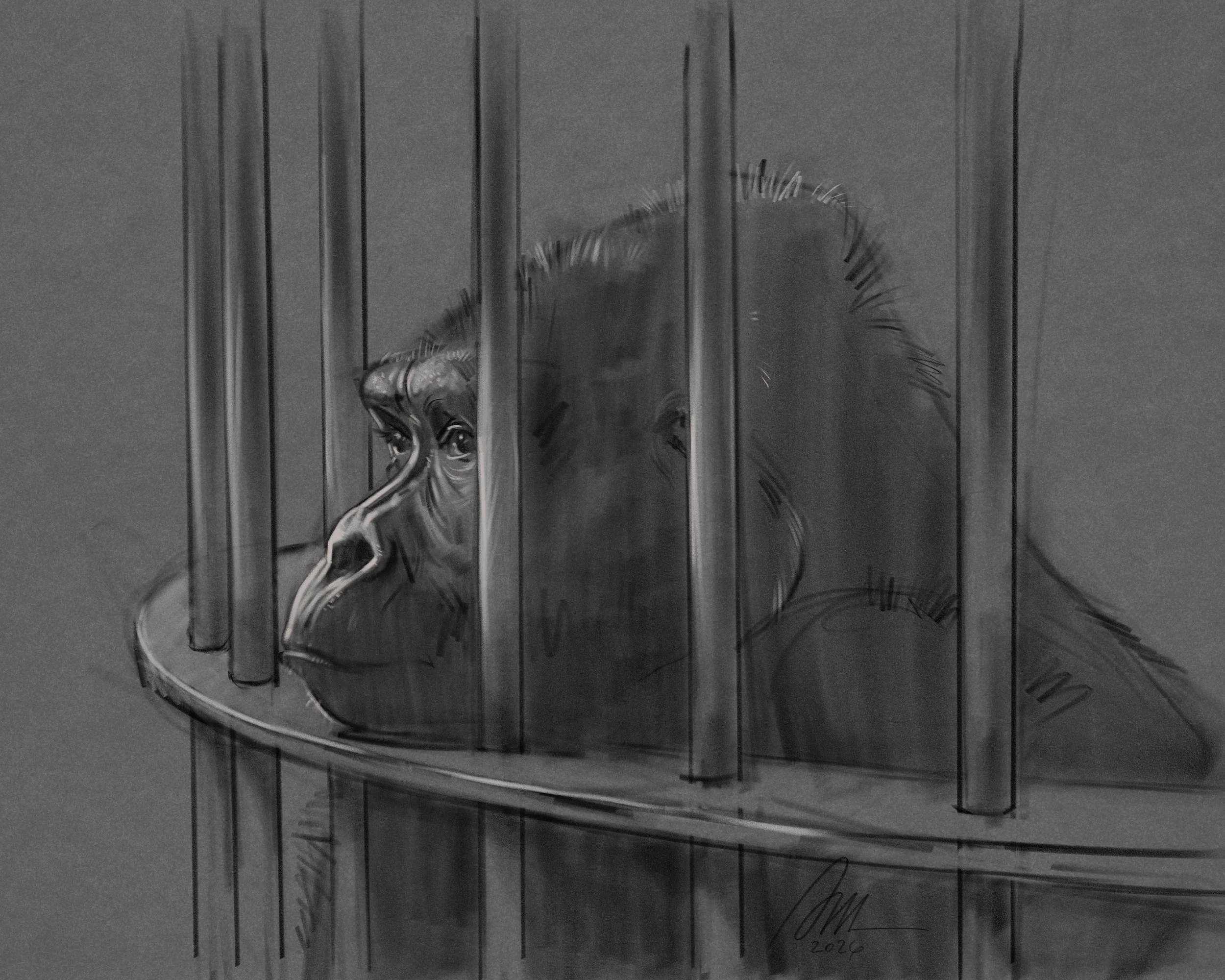 260504_Gorilla Drawing.jpg